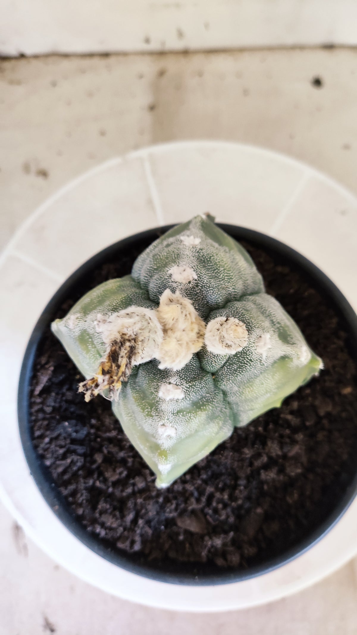 ASTROPHYTUM cv KIKKO VARIEGATA "4 Quinas" Nº 722 – vaso 15