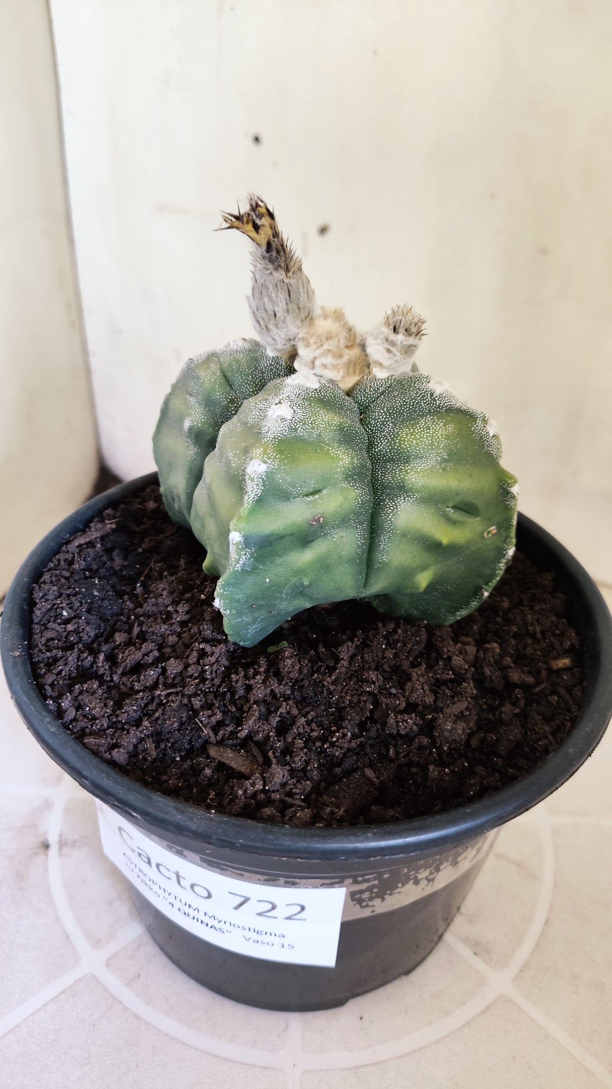 ASTROPHYTUM cv KIKKO VARIEGATA "4 Quinas" Nº 722 – vaso 15