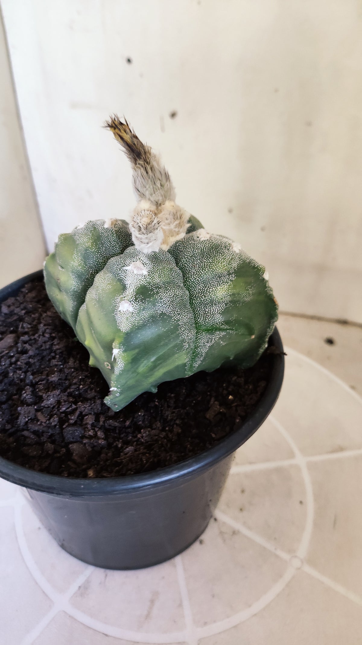 ASTROPHYTUM cv KIKKO VARIEGATA "4 Quinas" Nº 722 – vaso 15