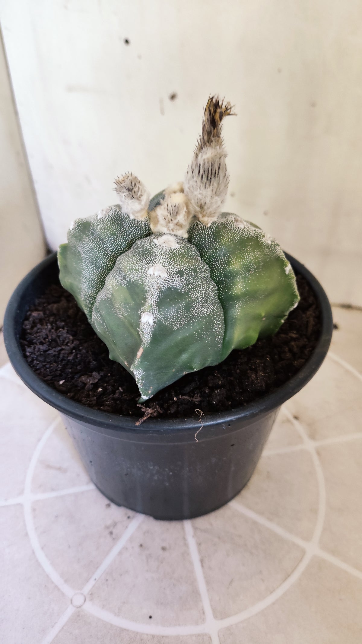 ASTROPHYTUM cv KIKKO VARIEGATA "4 Quinas" Nº 722 – vaso 15
