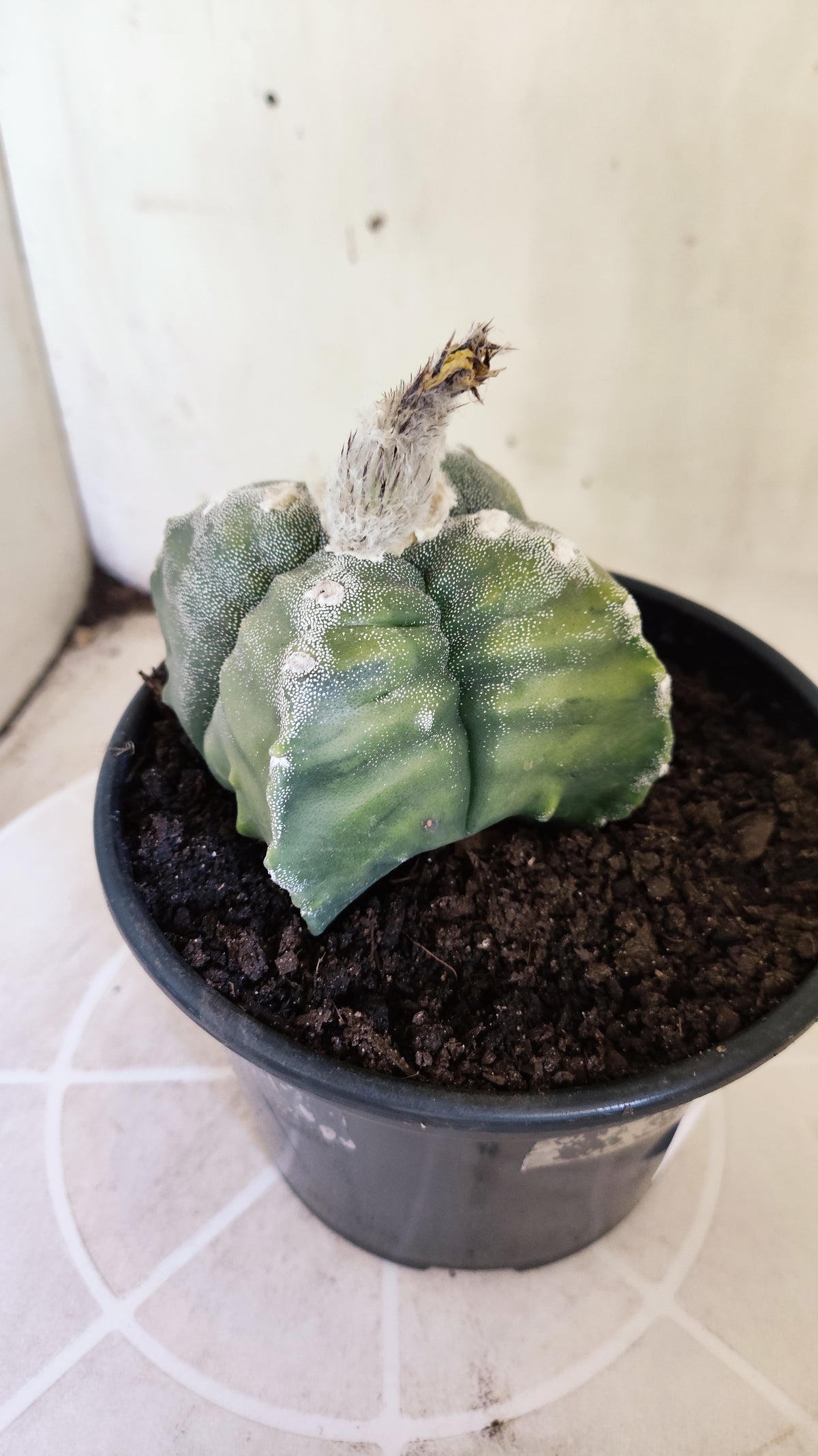ASTROPHYTUM cv KIKKO VARIEGATA "4 Quinas" Nº 722 – vaso 15