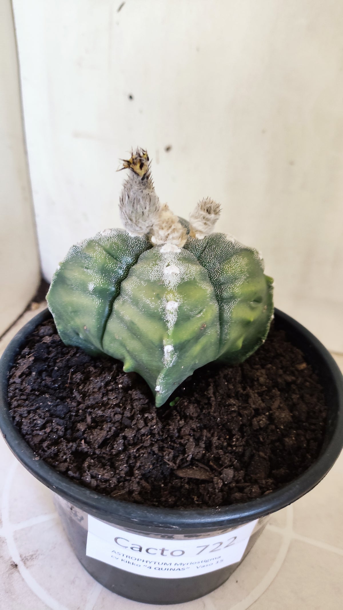 ASTROPHYTUM cv KIKKO VARIEGATA "4 Quinas" Nº 722 – vaso 15