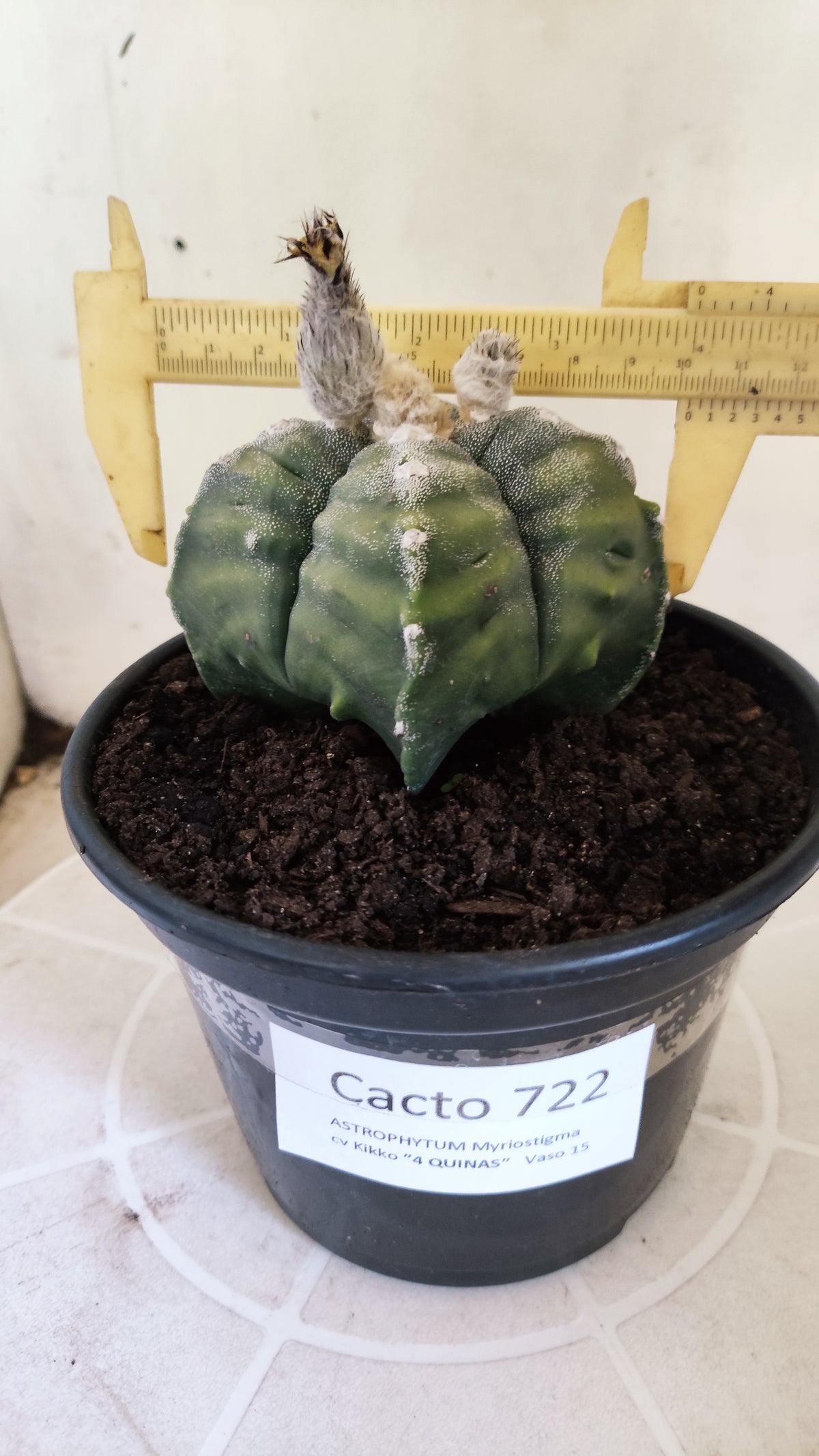 ASTROPHYTUM cv KIKKO VARIEGATA "4 Quinas" Nº 722 – vaso 15