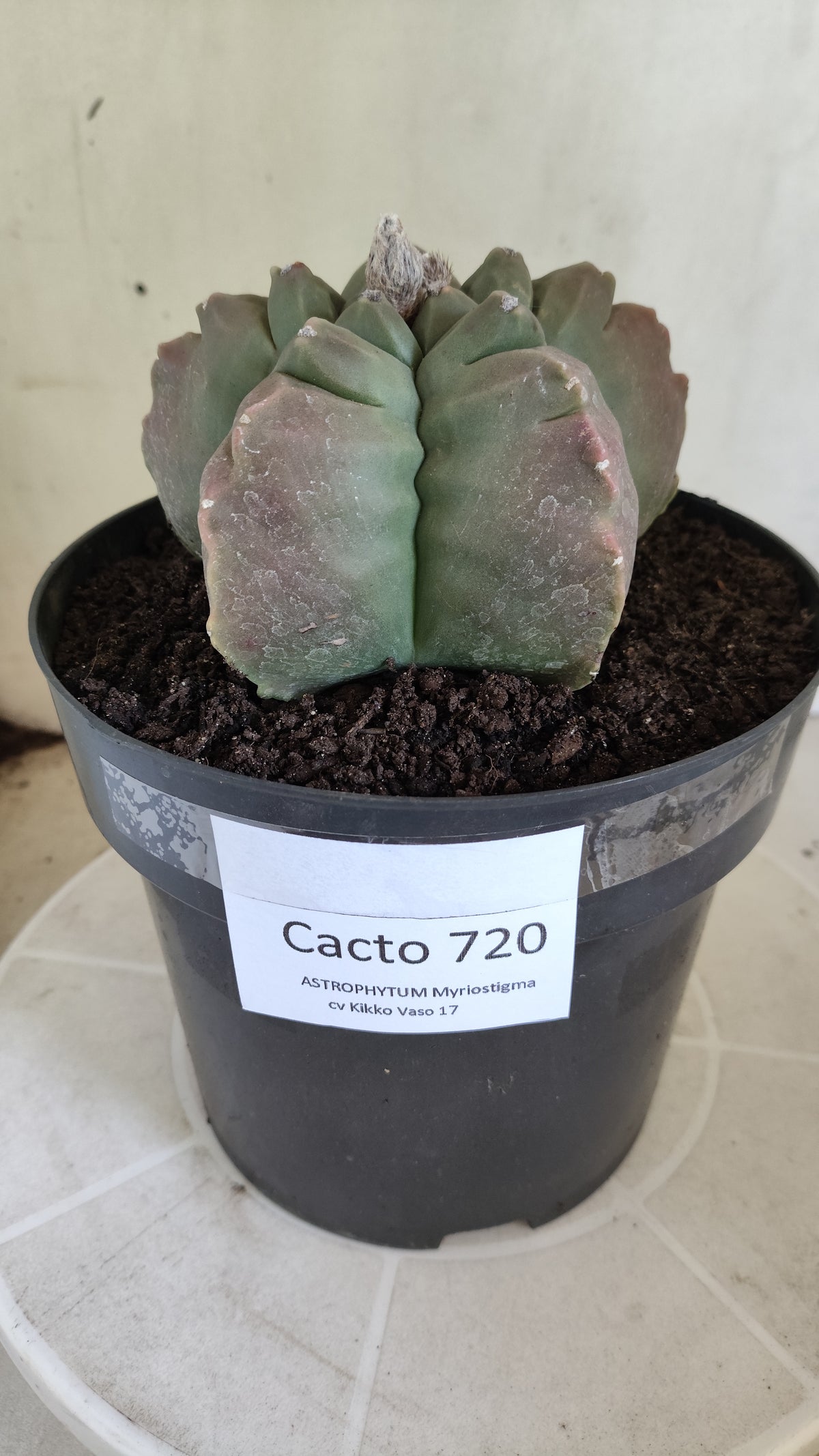 MATRIZ ASTROPHYTUM cv KIKKO  Nº 720 – vaso 17