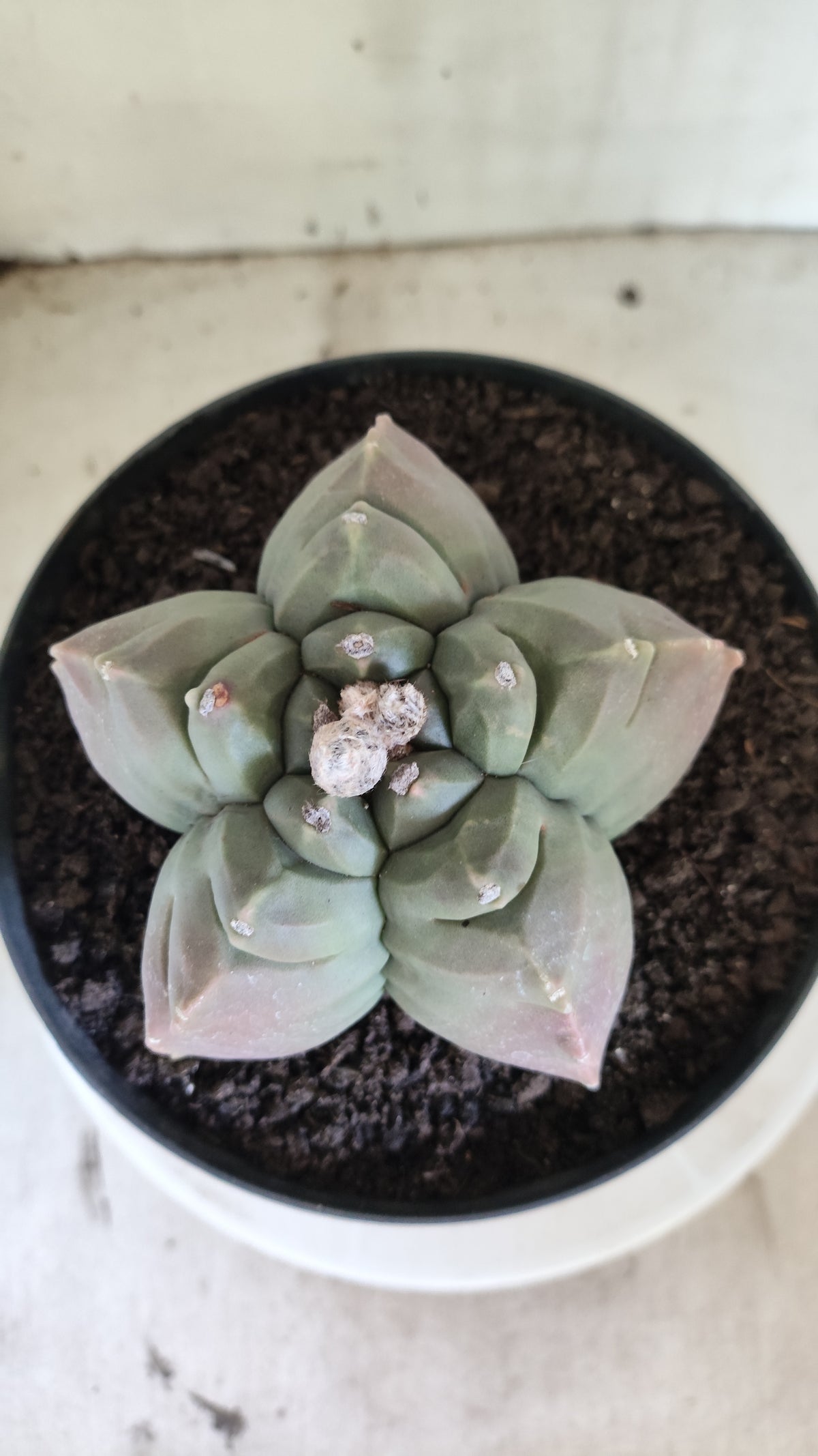MATRIZ ASTROPHYTUM cv KIKKO  Nº 720 – vaso 17