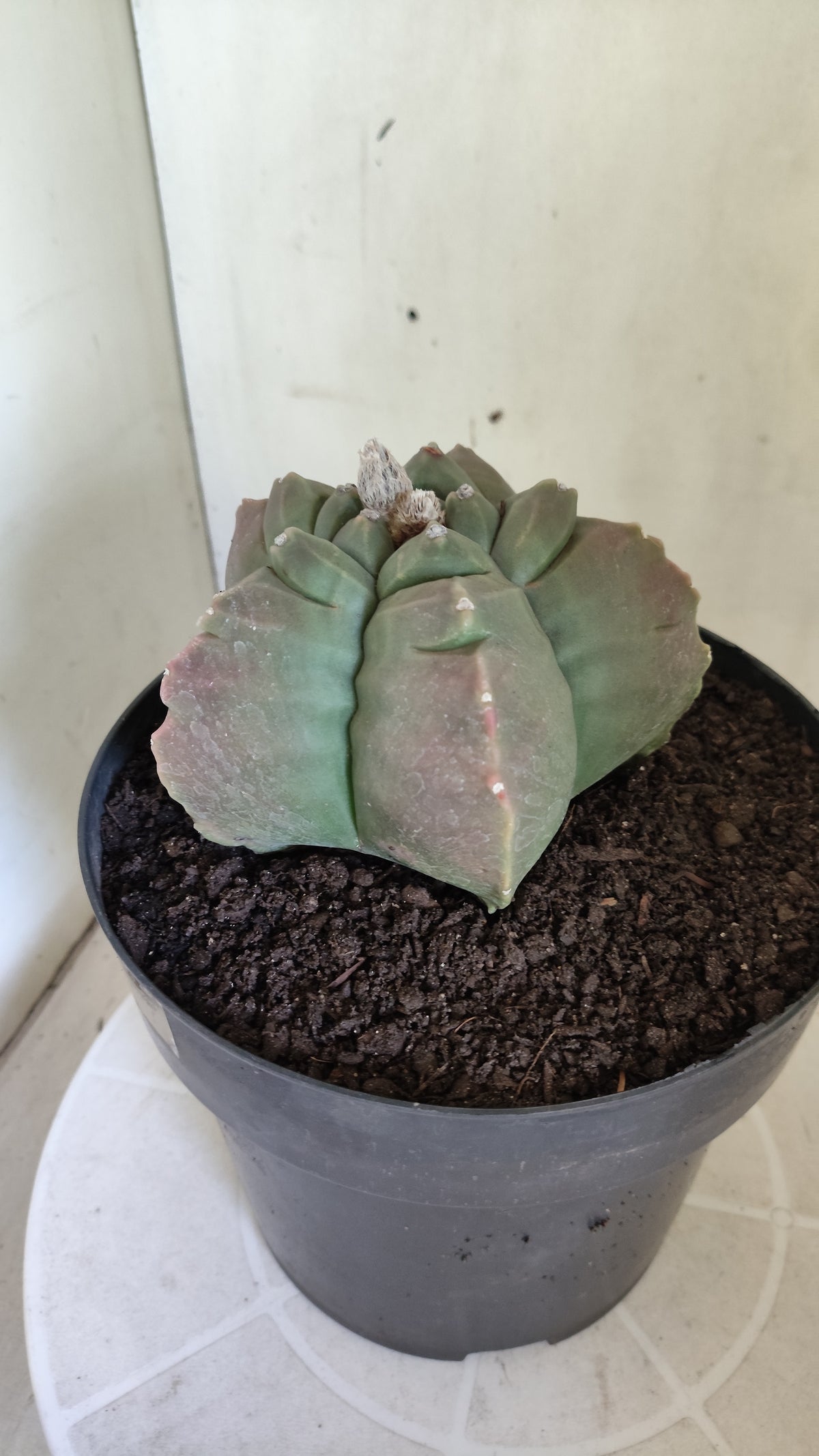 MATRIZ ASTROPHYTUM cv KIKKO  Nº 720 – vaso 17