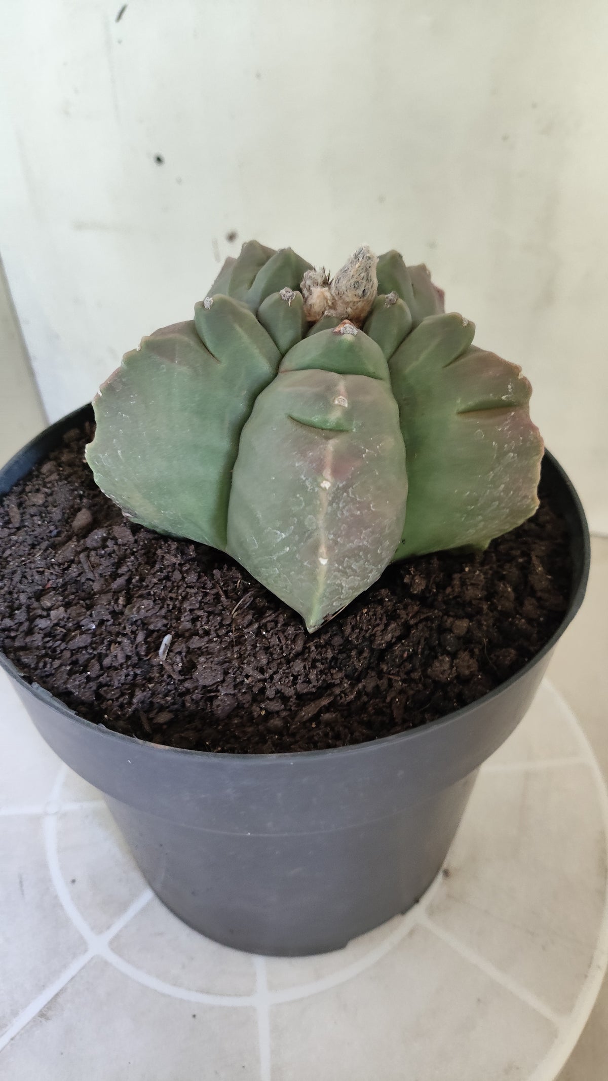 MATRIZ ASTROPHYTUM cv KIKKO  Nº 720 – vaso 17