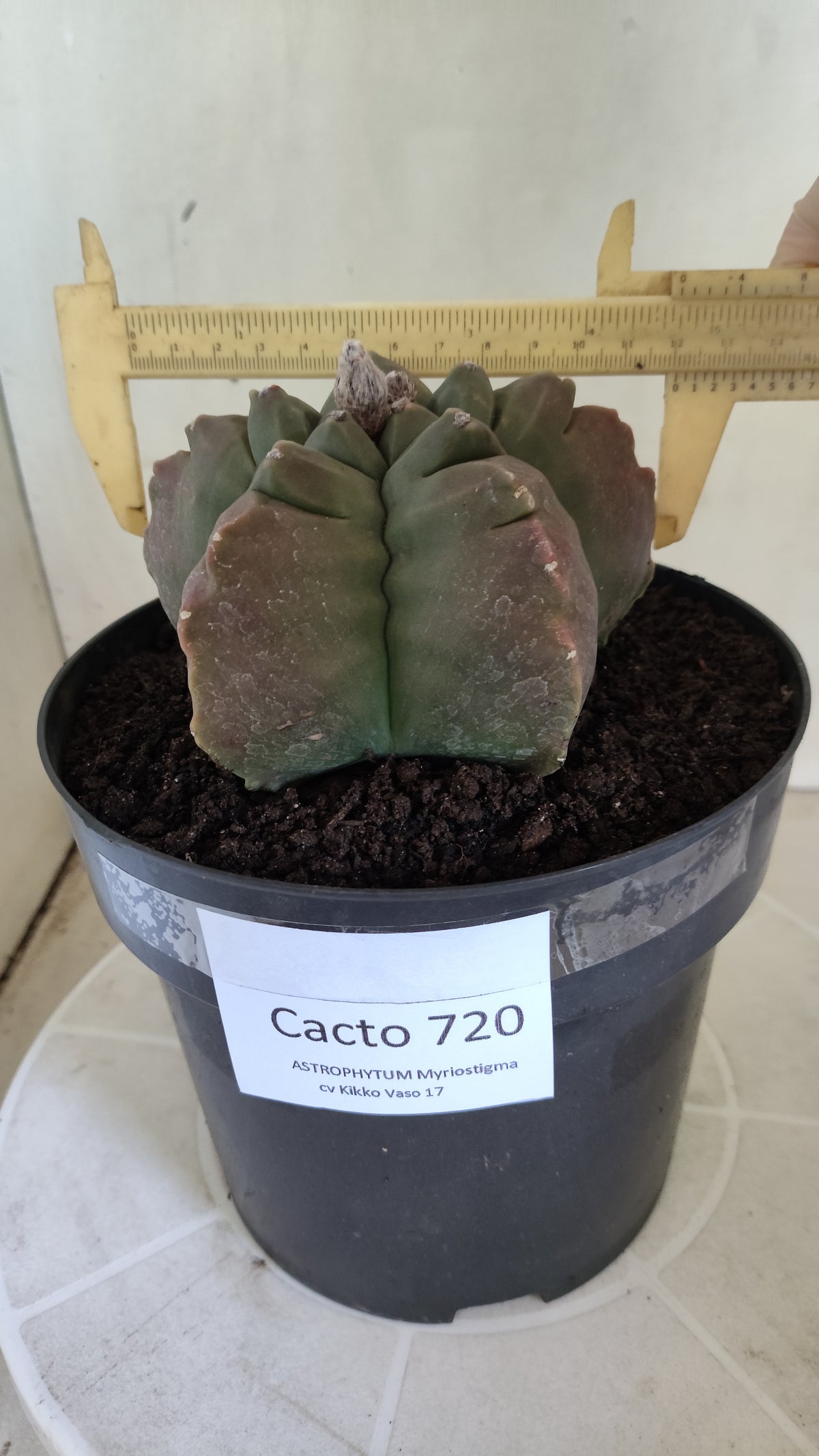 MATRIZ ASTROPHYTUM cv KIKKO  Nº 720 – vaso 17