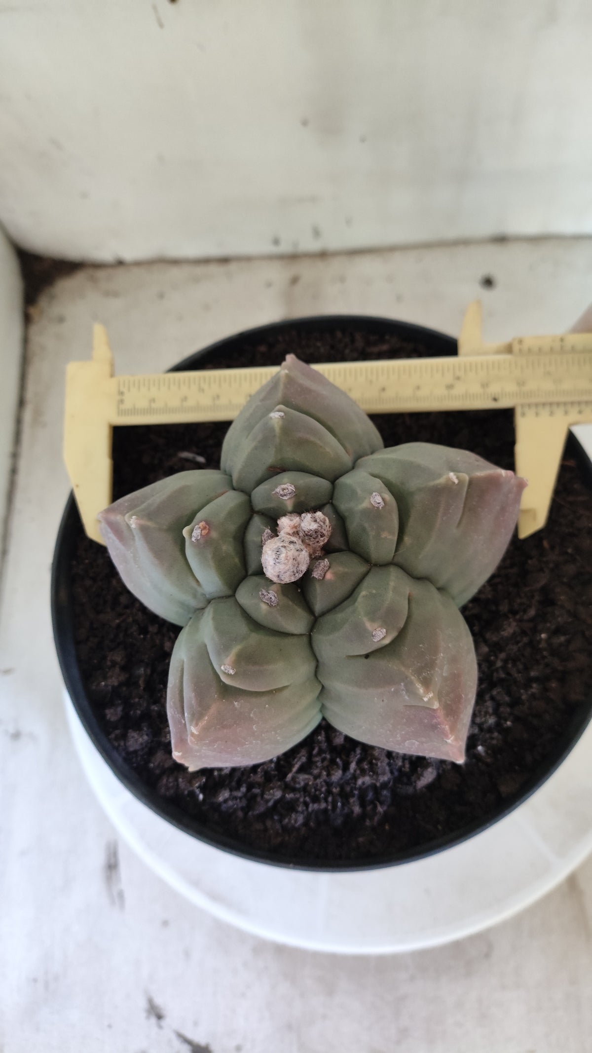 MATRIZ ASTROPHYTUM cv KIKKO  Nº 720 – vaso 17