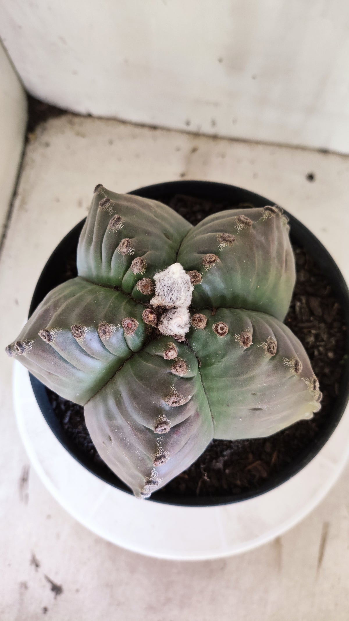 MATRIZ ASTROPHYTUM cv KIKKO  Nº 723 – vaso 17