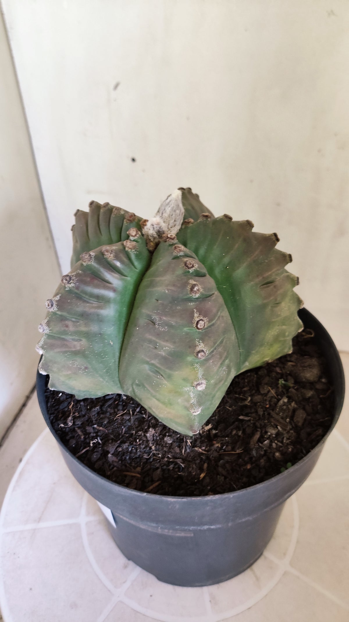 MATRIZ ASTROPHYTUM cv KIKKO  Nº 723 – vaso 17