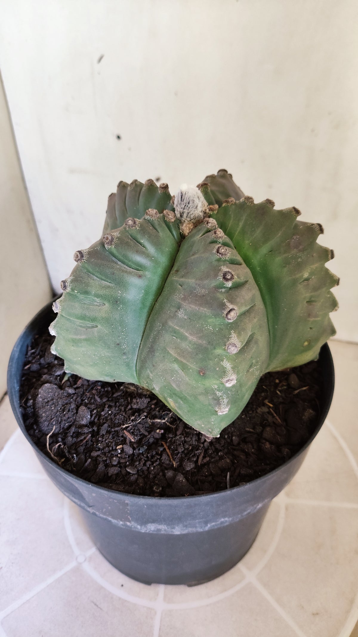 MATRIZ ASTROPHYTUM cv KIKKO  Nº 723 – vaso 17