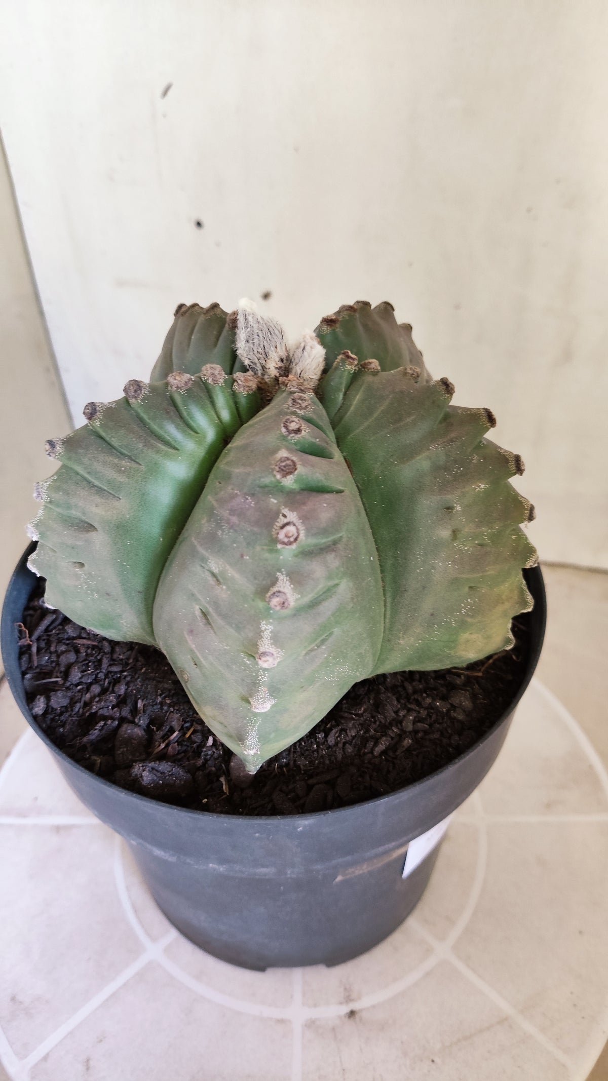 MATRIZ ASTROPHYTUM cv KIKKO  Nº 723 – vaso 17