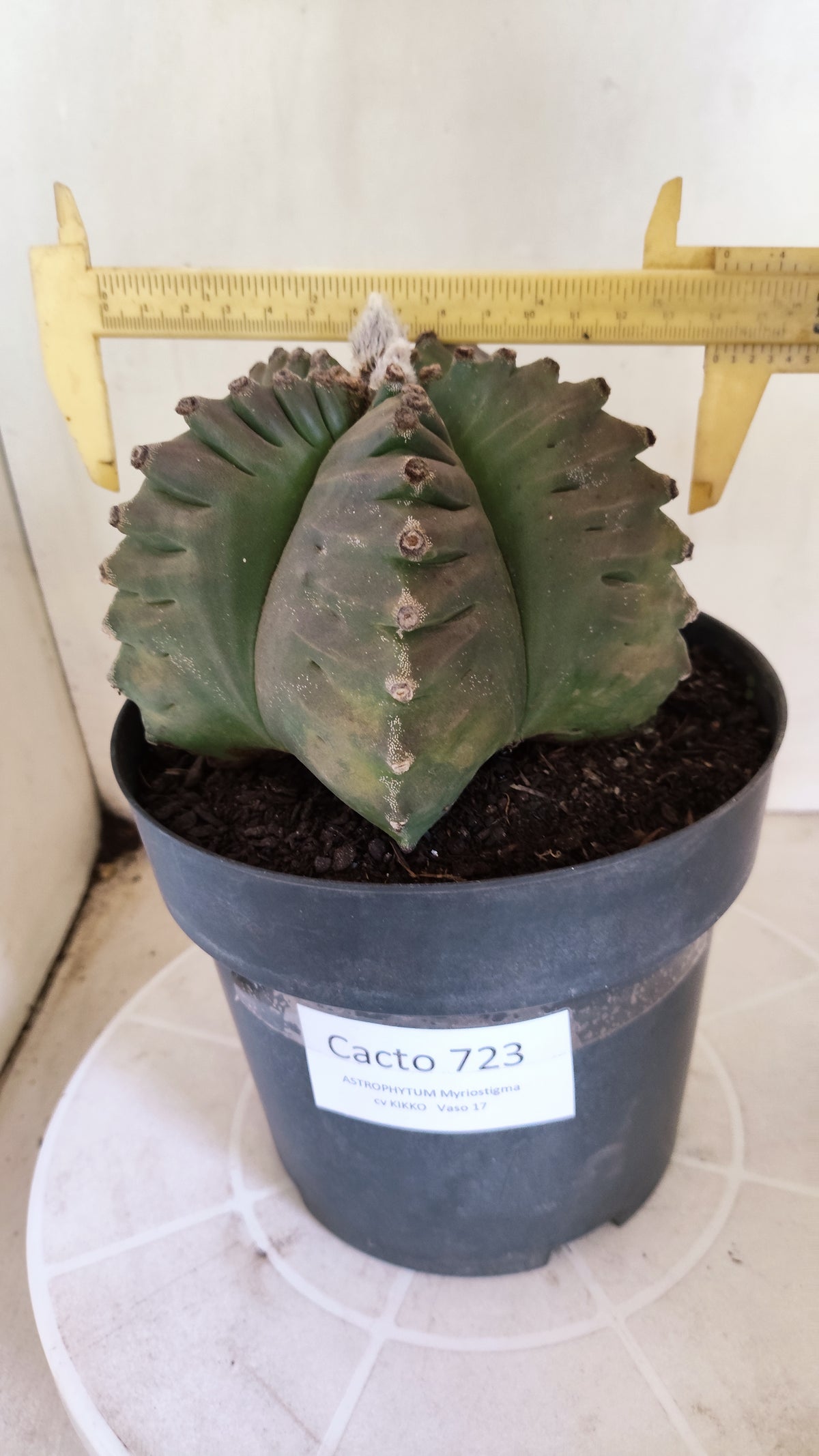 MATRIZ ASTROPHYTUM cv KIKKO  Nº 723 – vaso 17