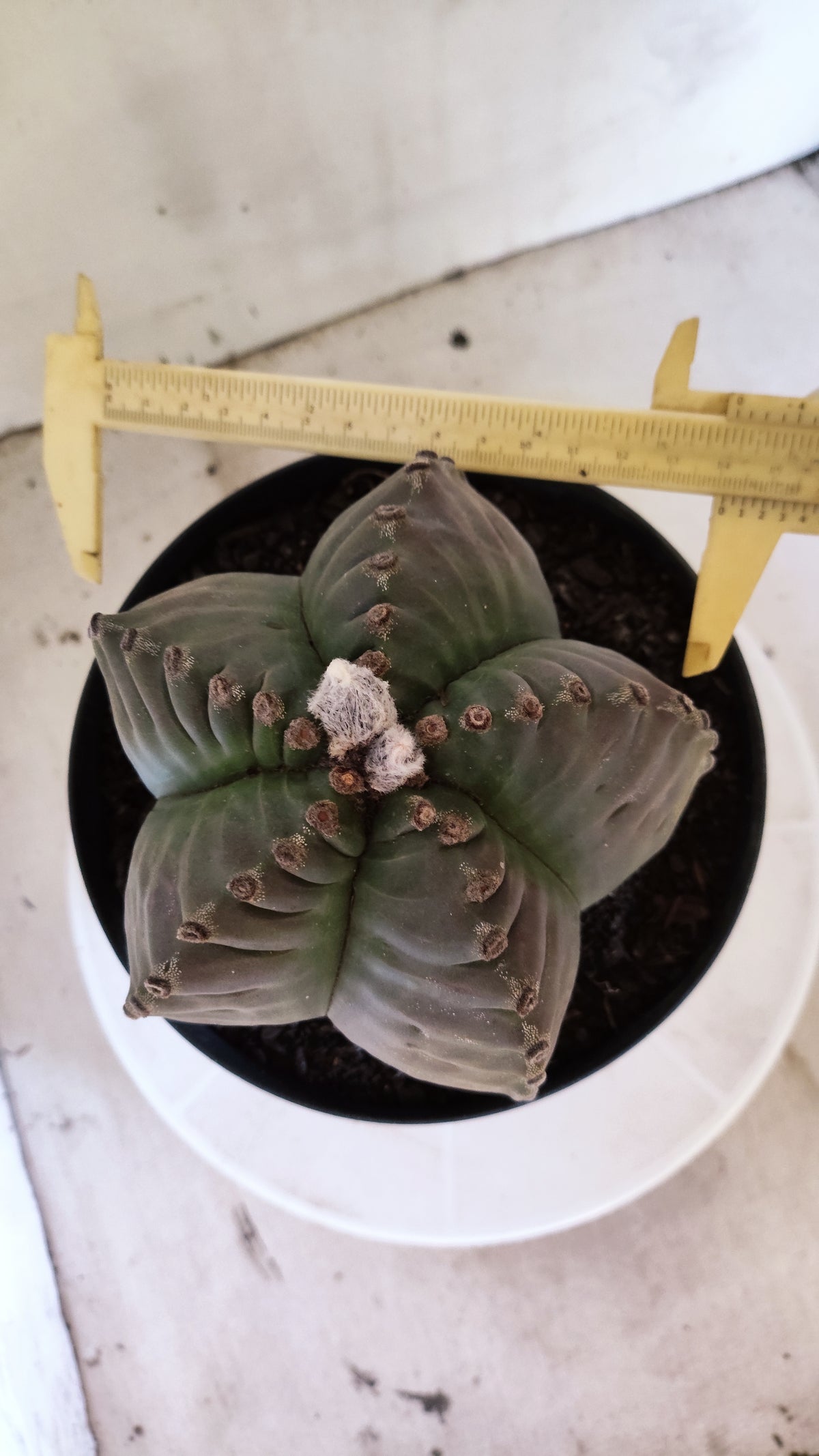 MATRIZ ASTROPHYTUM cv KIKKO  Nº 723 – vaso 17