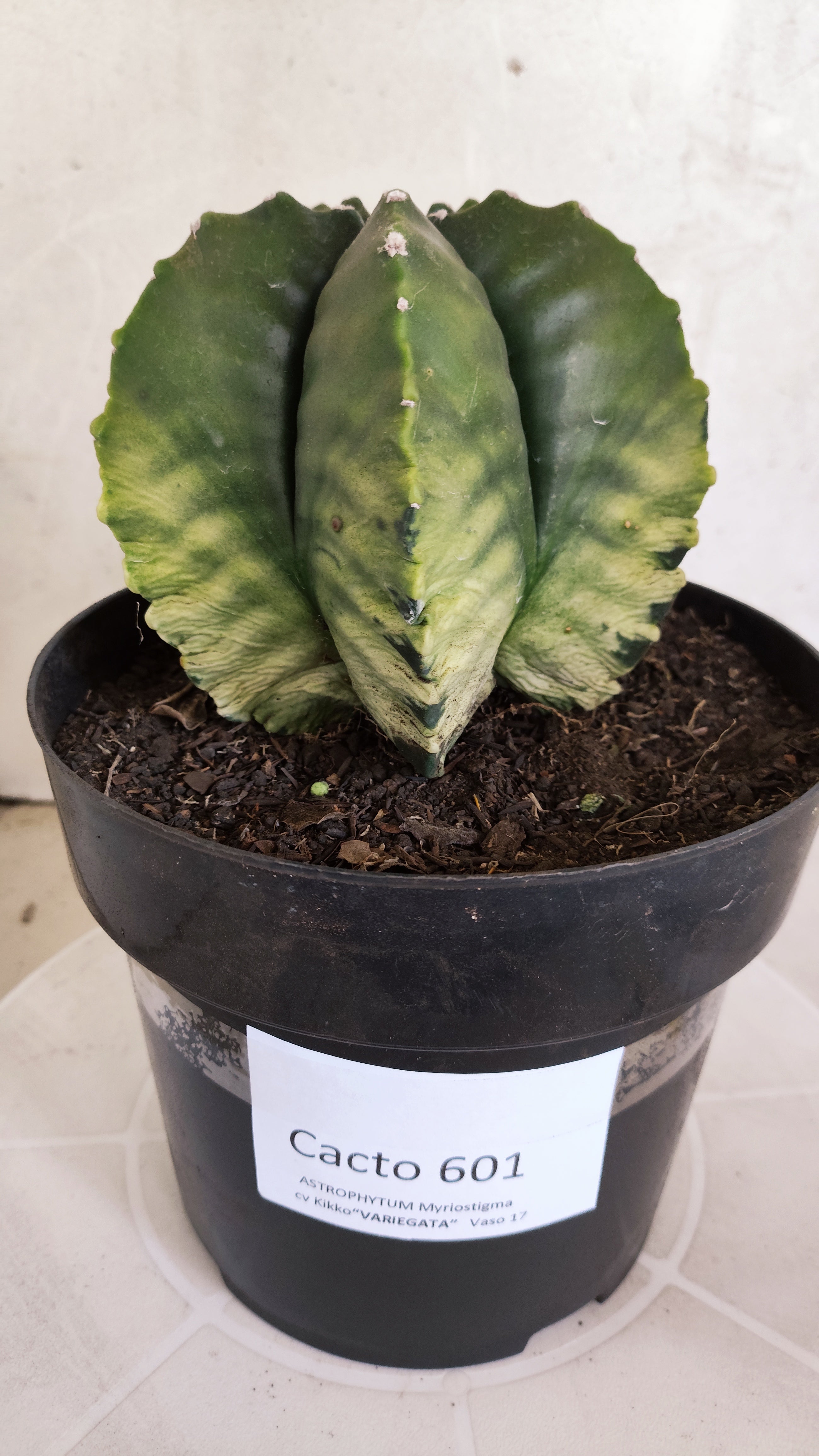 Matriz ASTROPHYTUM cv KIKKO Nº 601 "Variegata" - vaso 17