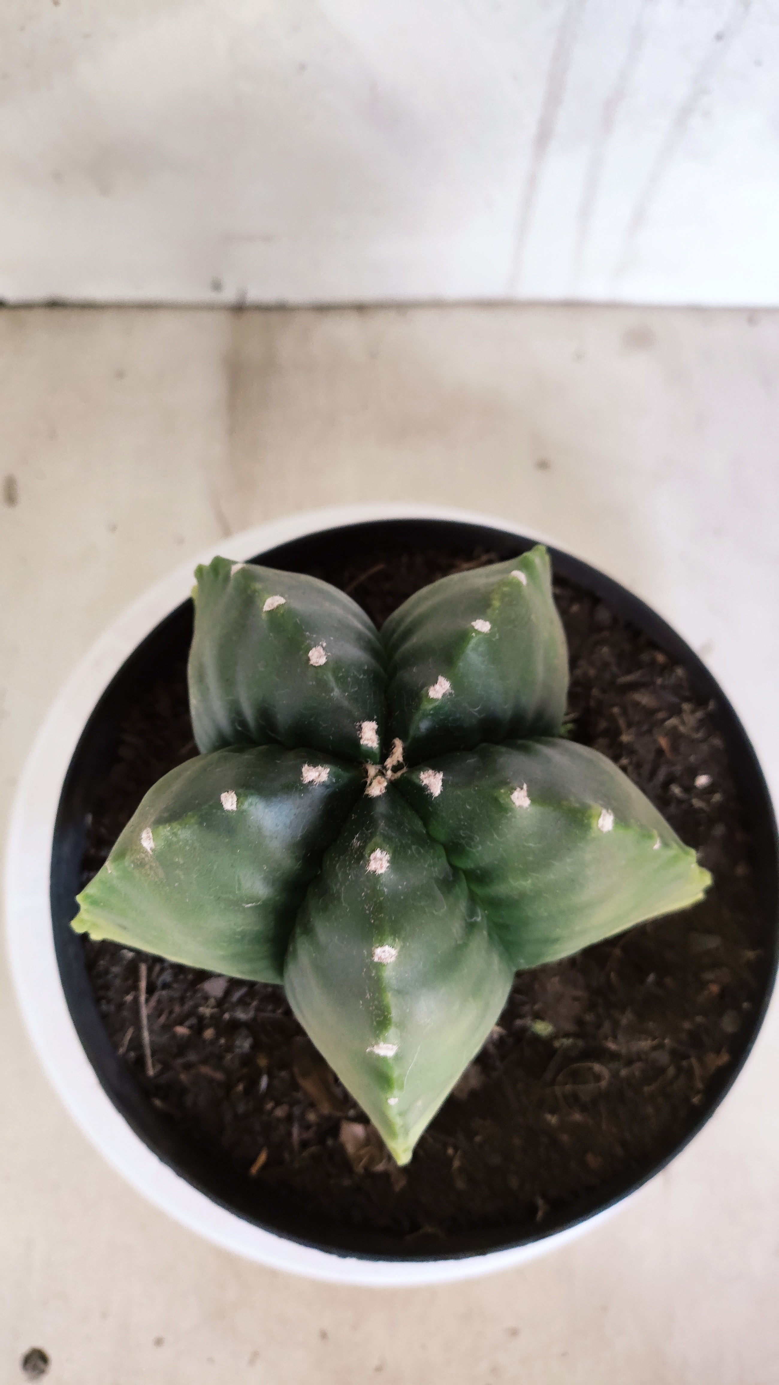 Matriz ASTROPHYTUM cv KIKKO Nº 601 "Variegata" - vaso 17