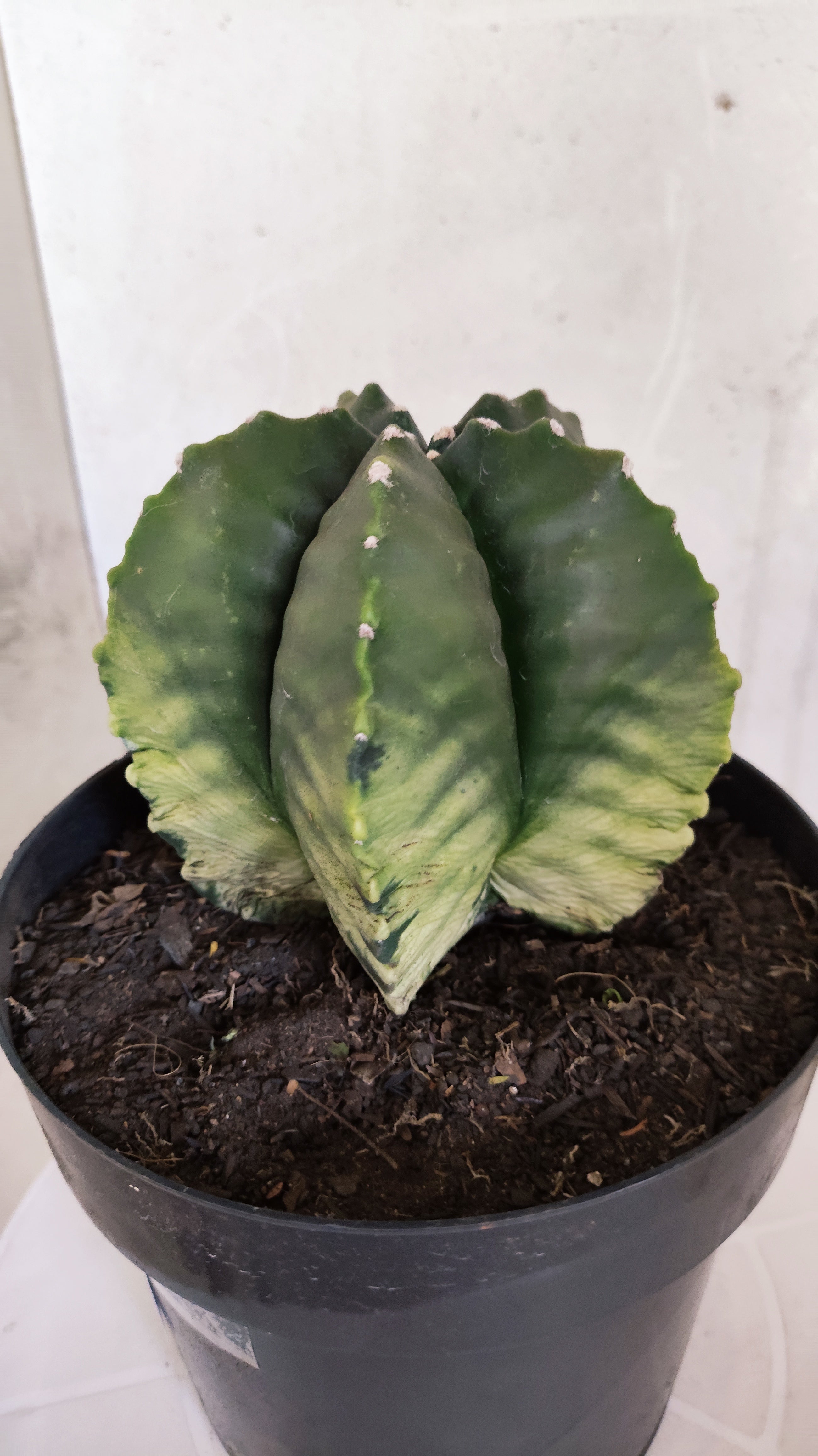 Matriz ASTROPHYTUM cv KIKKO Nº 601 "Variegata" - vaso 17