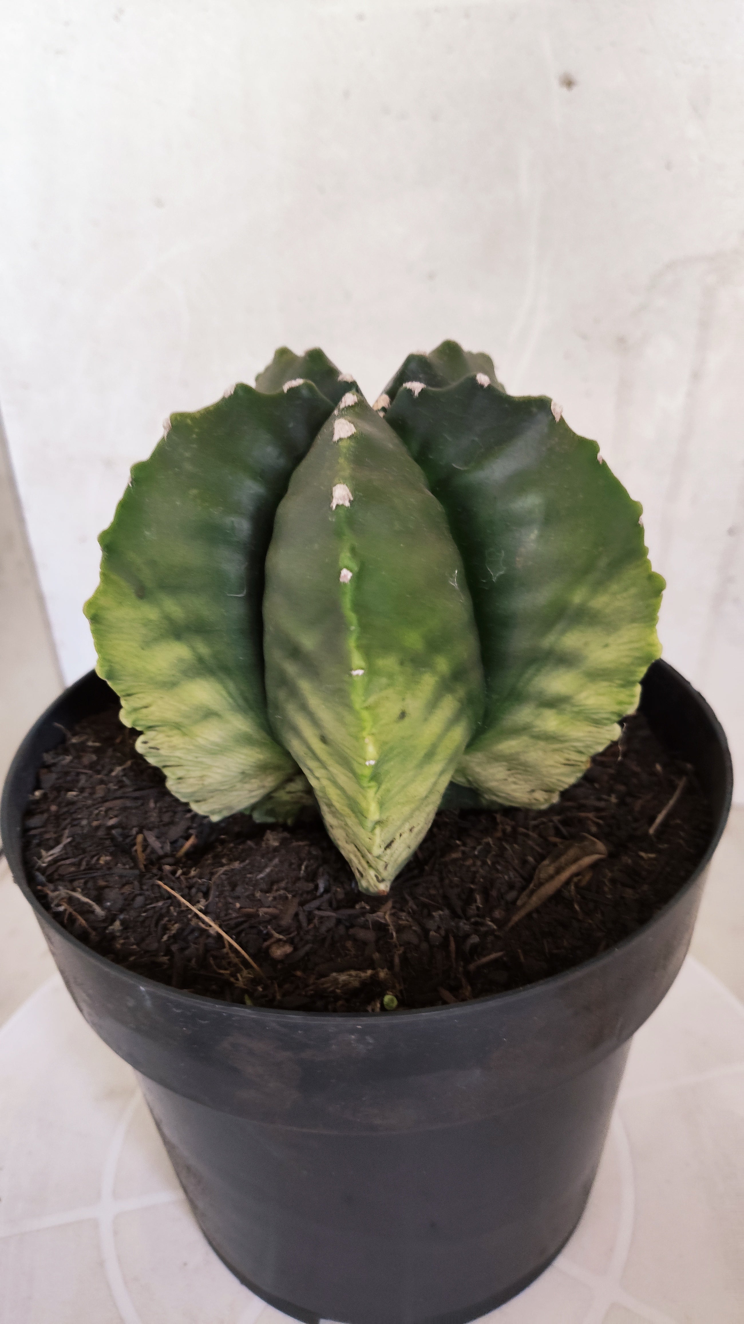 Matriz ASTROPHYTUM cv KIKKO Nº 601 "Variegata" - vaso 17