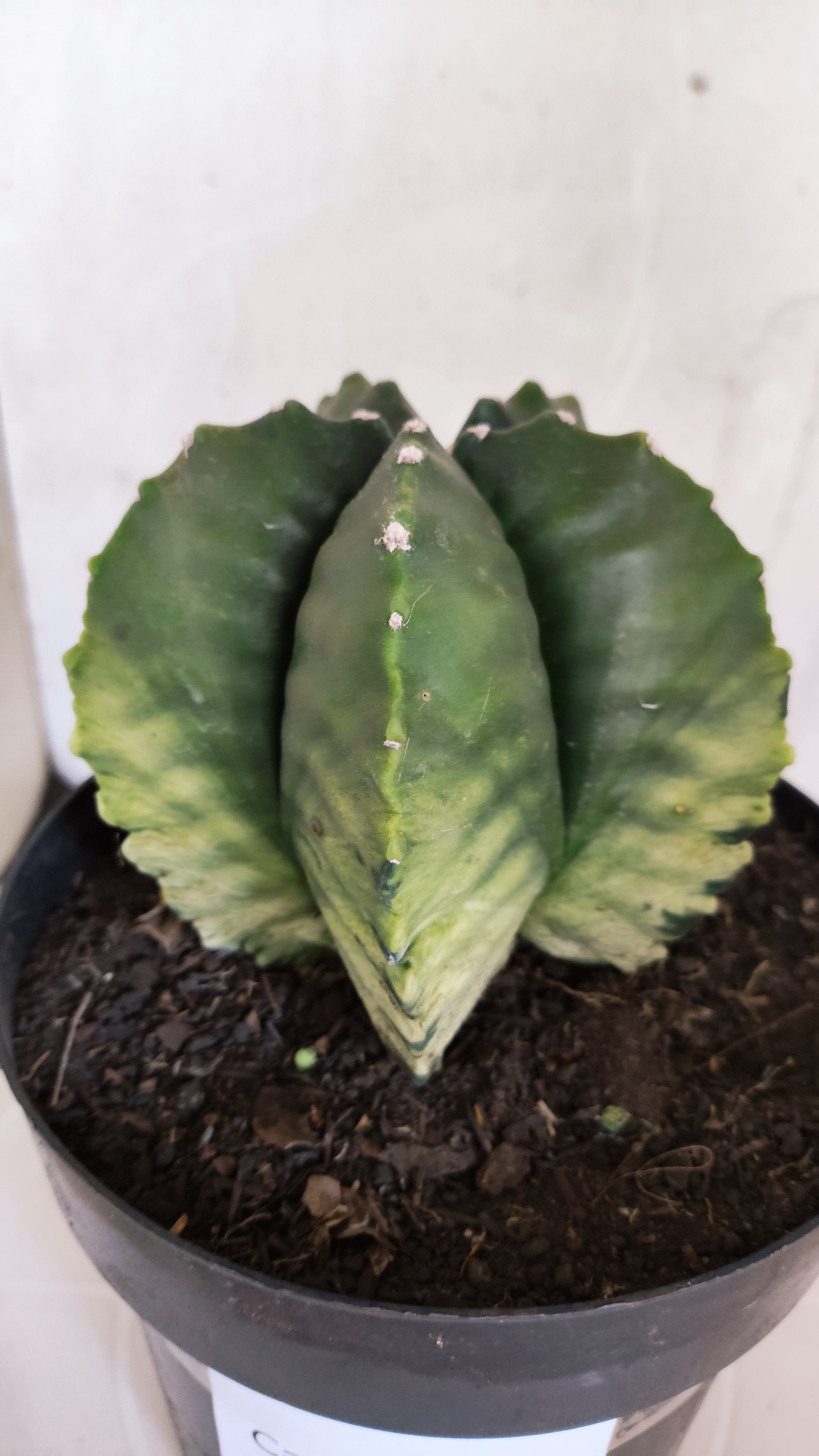Matriz ASTROPHYTUM cv KIKKO Nº 601 "Variegata" - vaso 17