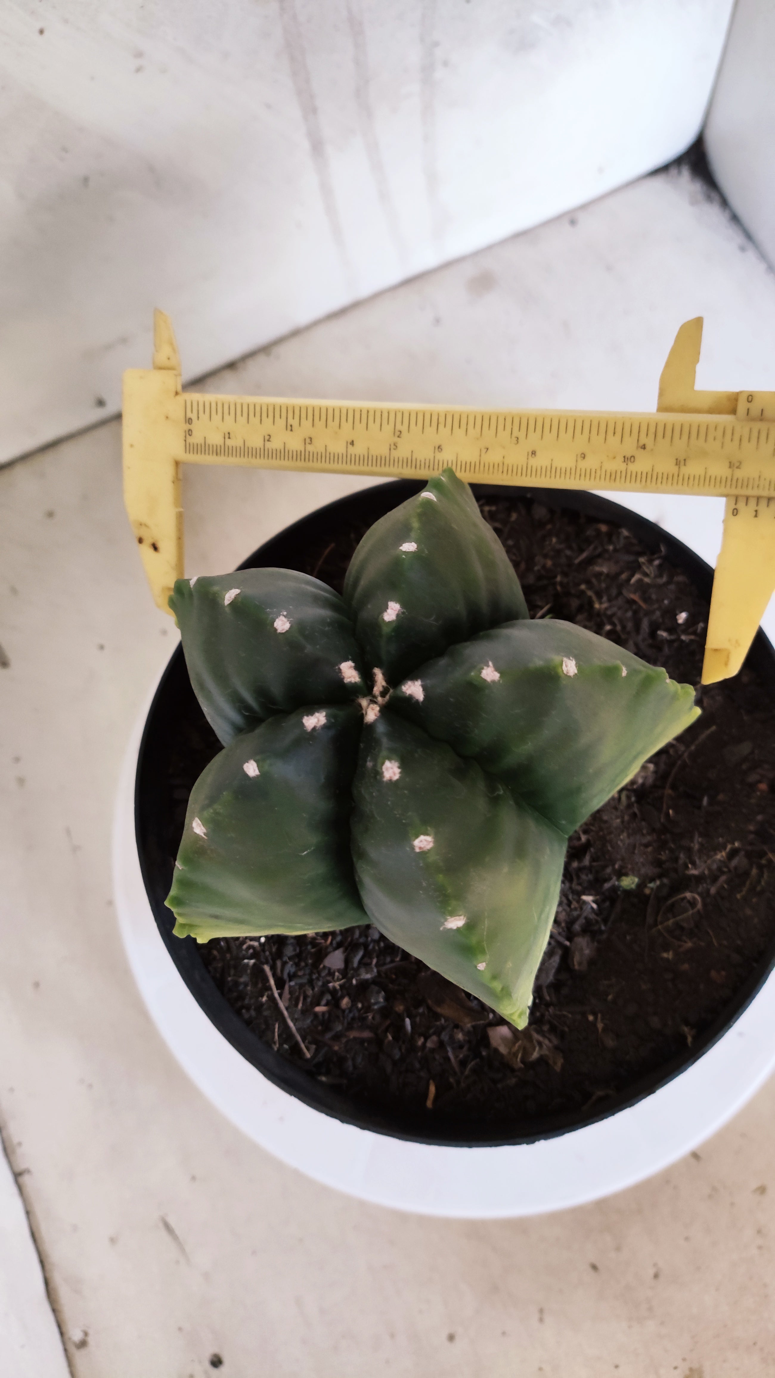 Matriz ASTROPHYTUM cv KIKKO Nº 601 "Variegata" - vaso 17
