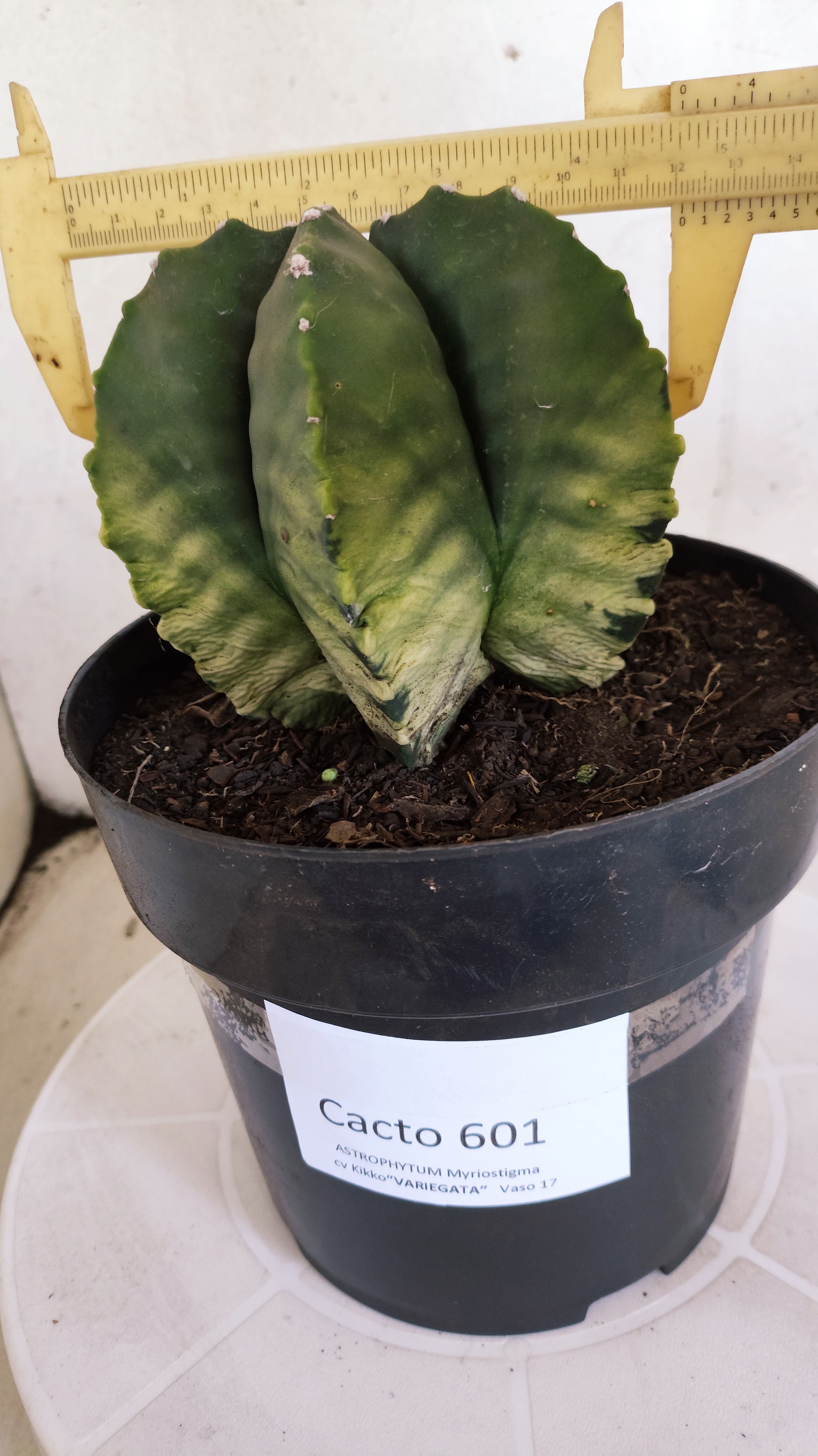 Matriz ASTROPHYTUM cv KIKKO Nº 601 "Variegata" - vaso 17