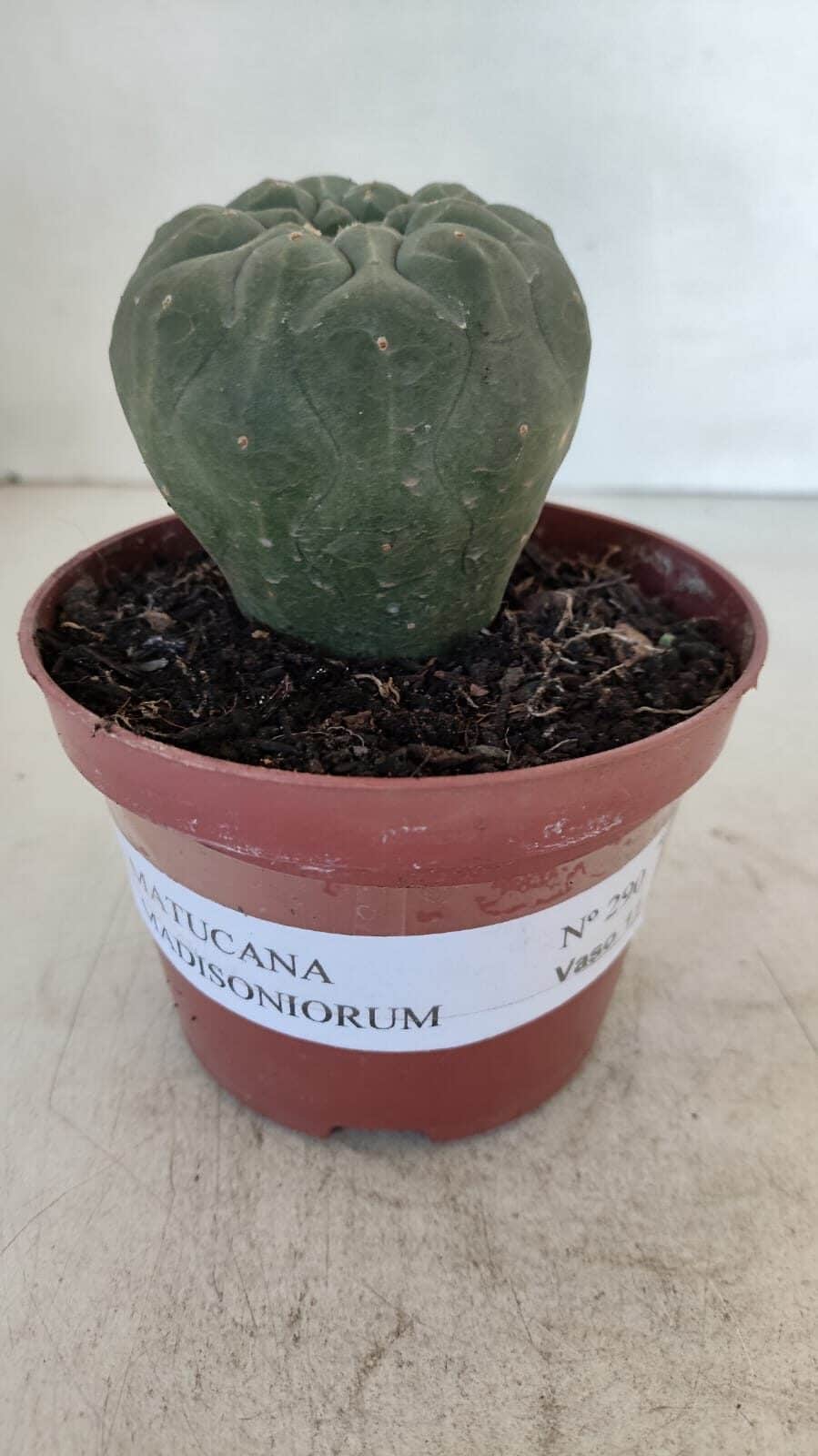 MATUCANA MADISONIORUM Nº 290 – vaso 11