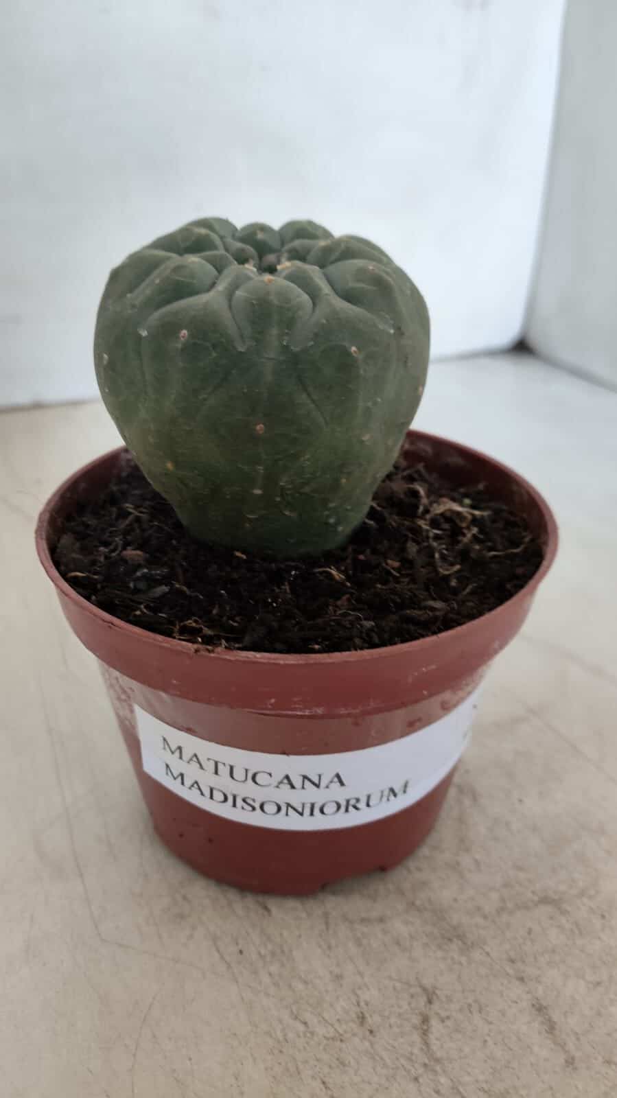 MATUCANA MADISONIORUM Nº 290 – vaso 11