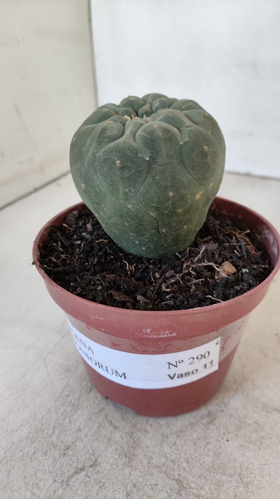 MATUCANA MADISONIORUM Nº 290 – vaso 11