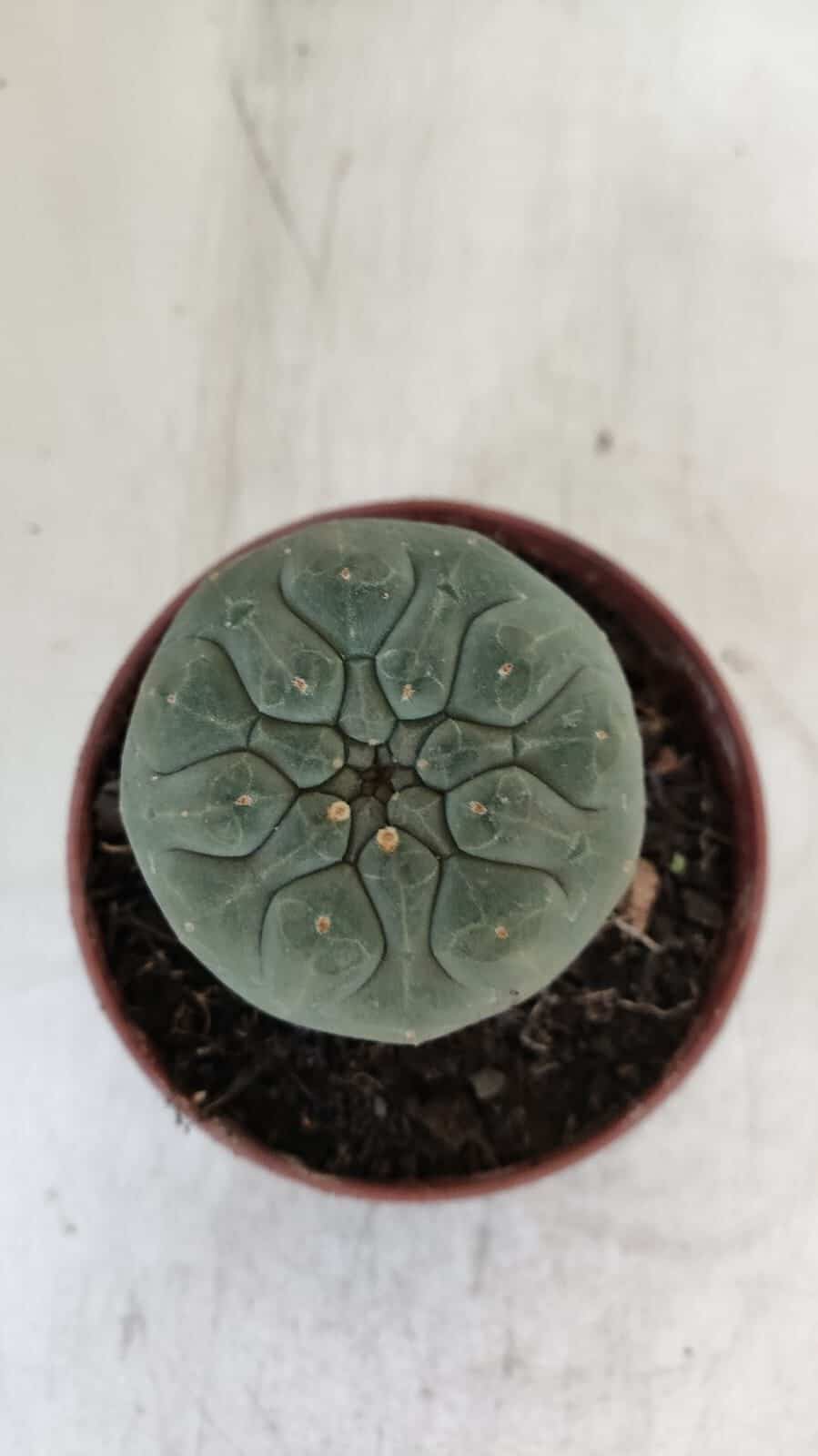 MATUCANA MADISONIORUM Nº 290 – vaso 11