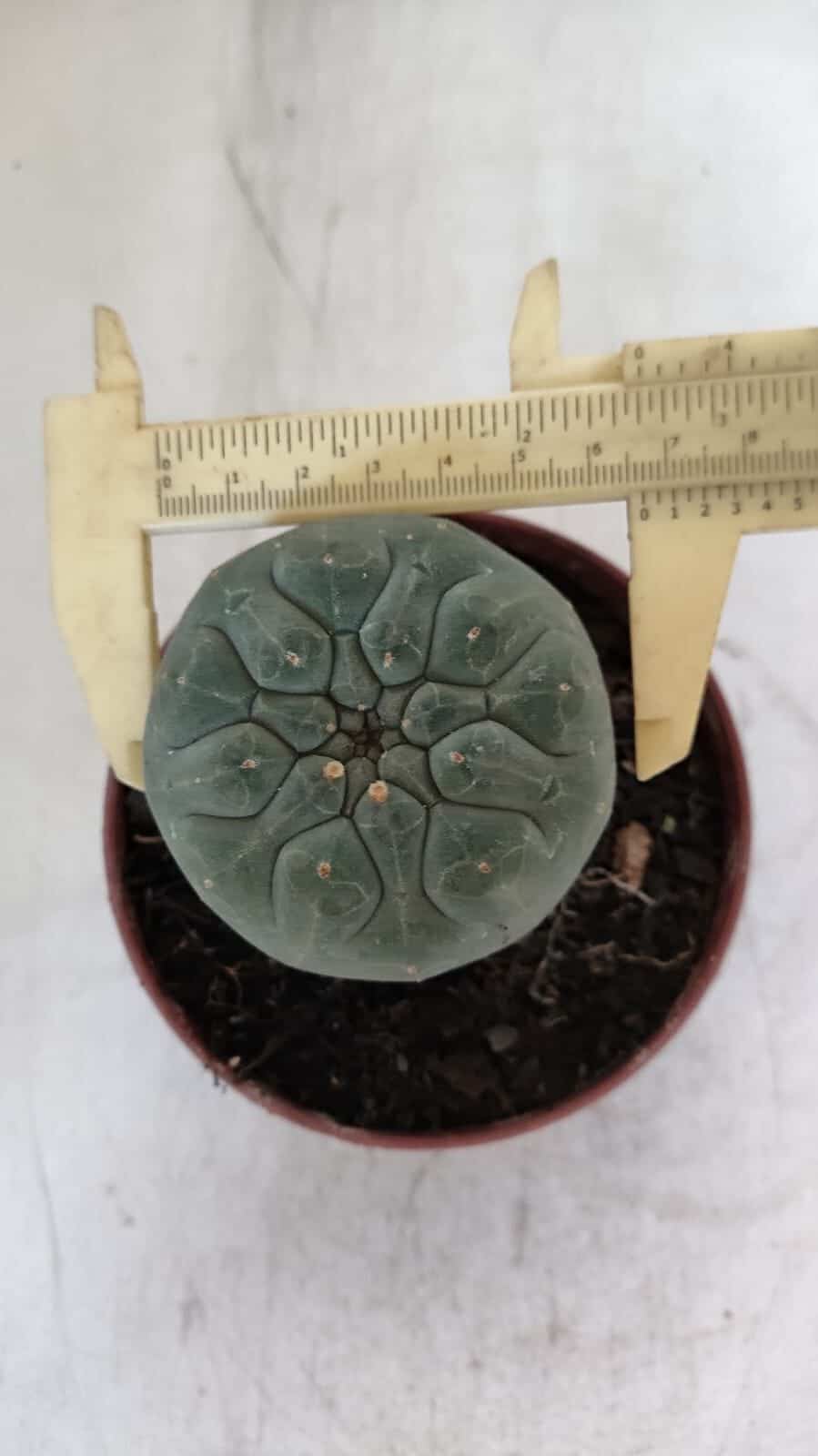 MATUCANA MADISONIORUM Nº 290 – vaso 11