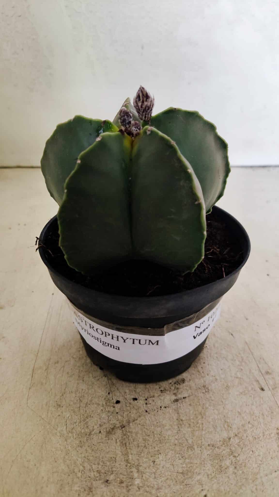 ASTROPHYTUM MYRIOSTIGMA  Nº 1022 – vaso 11 - foto 2