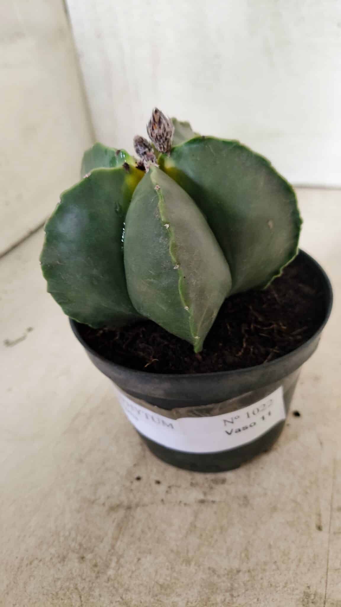 ASTROPHYTUM MYRIOSTIGMA  Nº 1022 – vaso 11 - foto 10