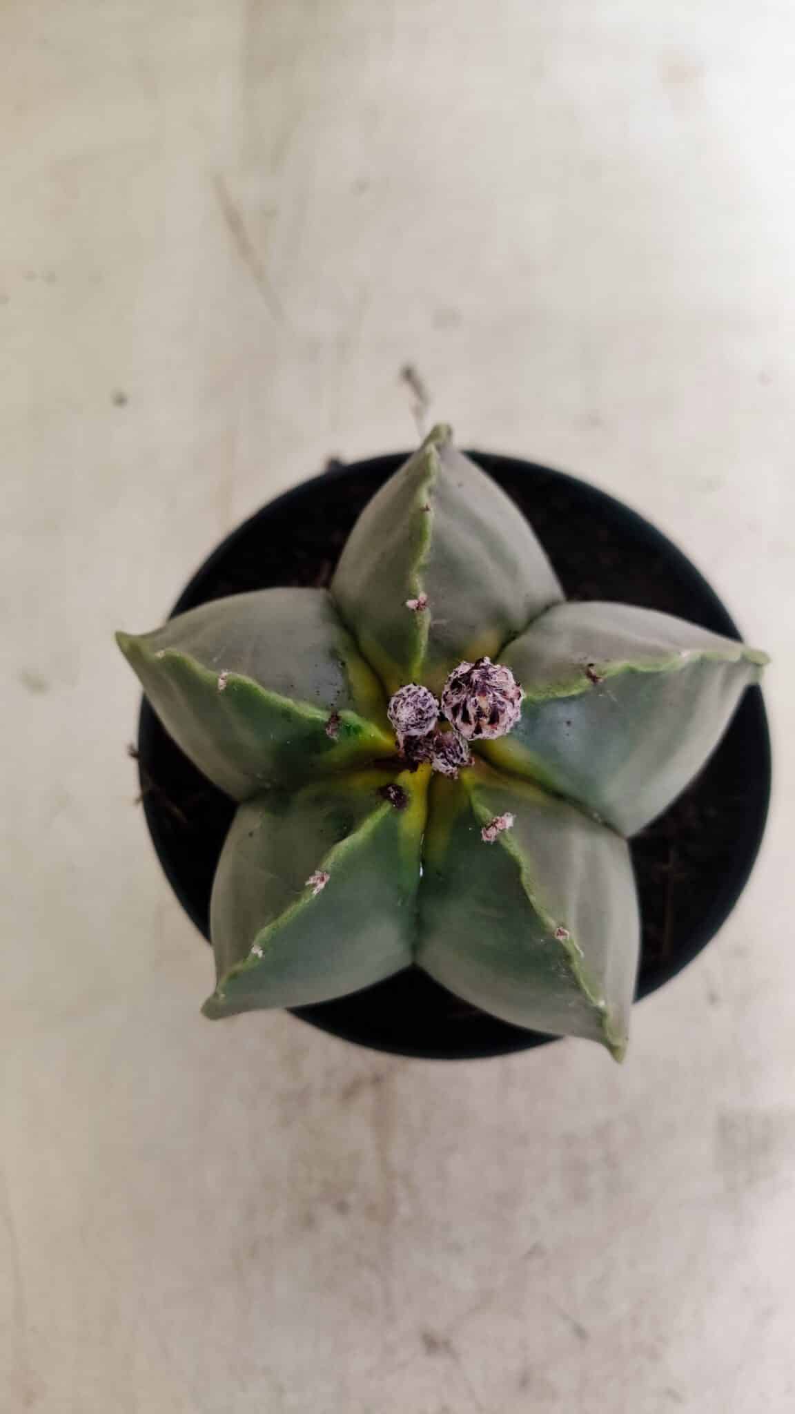 ASTROPHYTUM MYRIOSTIGMA  Nº 1022 – vaso 11 - foto 3