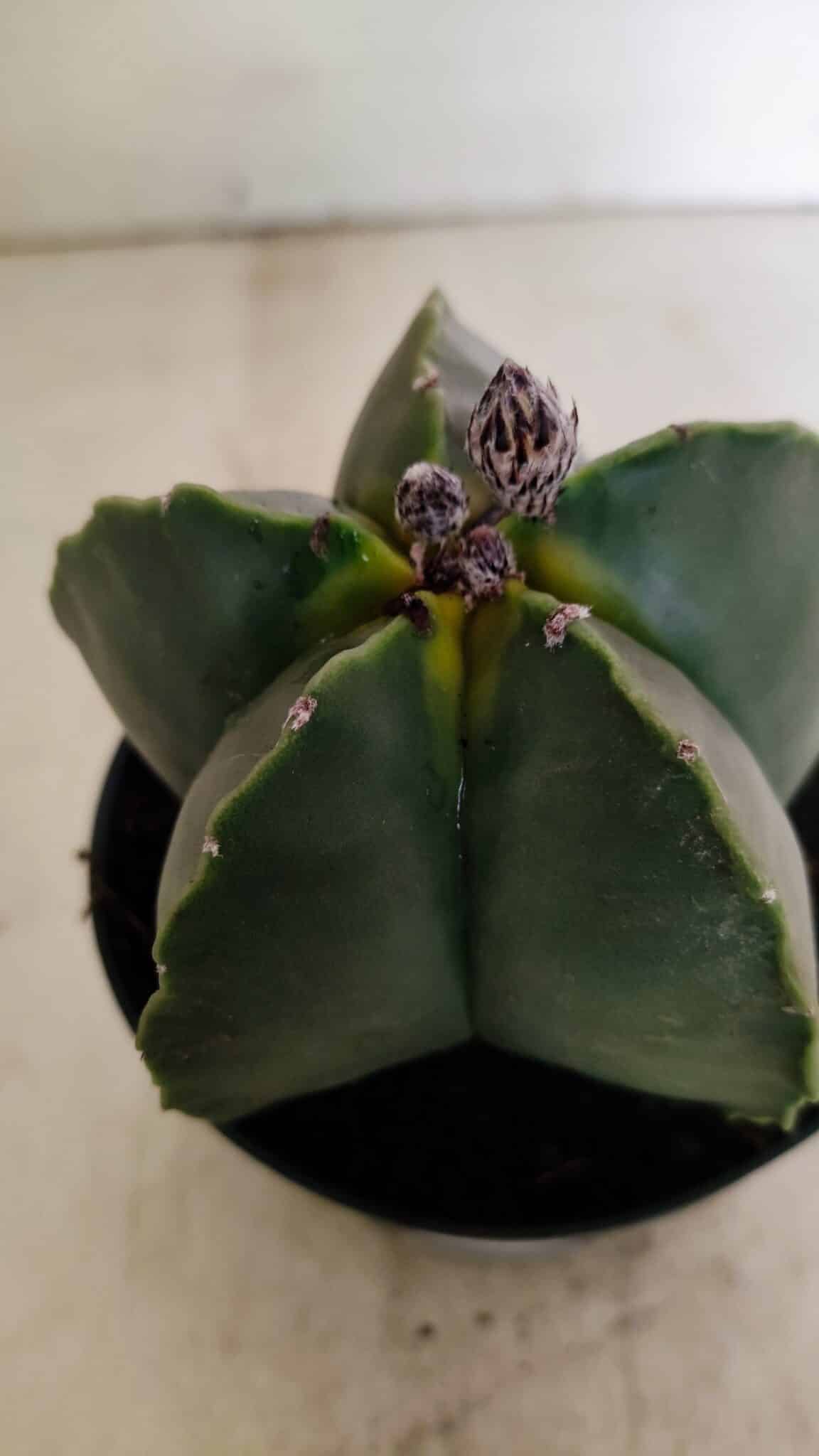 ASTROPHYTUM MYRIOSTIGMA  Nº 1022 – vaso 11 - foto 9