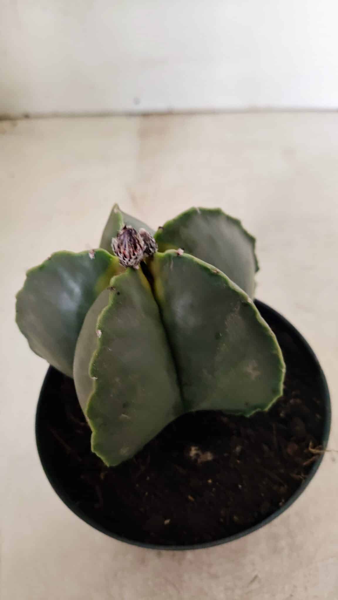 ASTROPHYTUM MYRIOSTIGMA  Nº 1022 – vaso 11 - foto 8