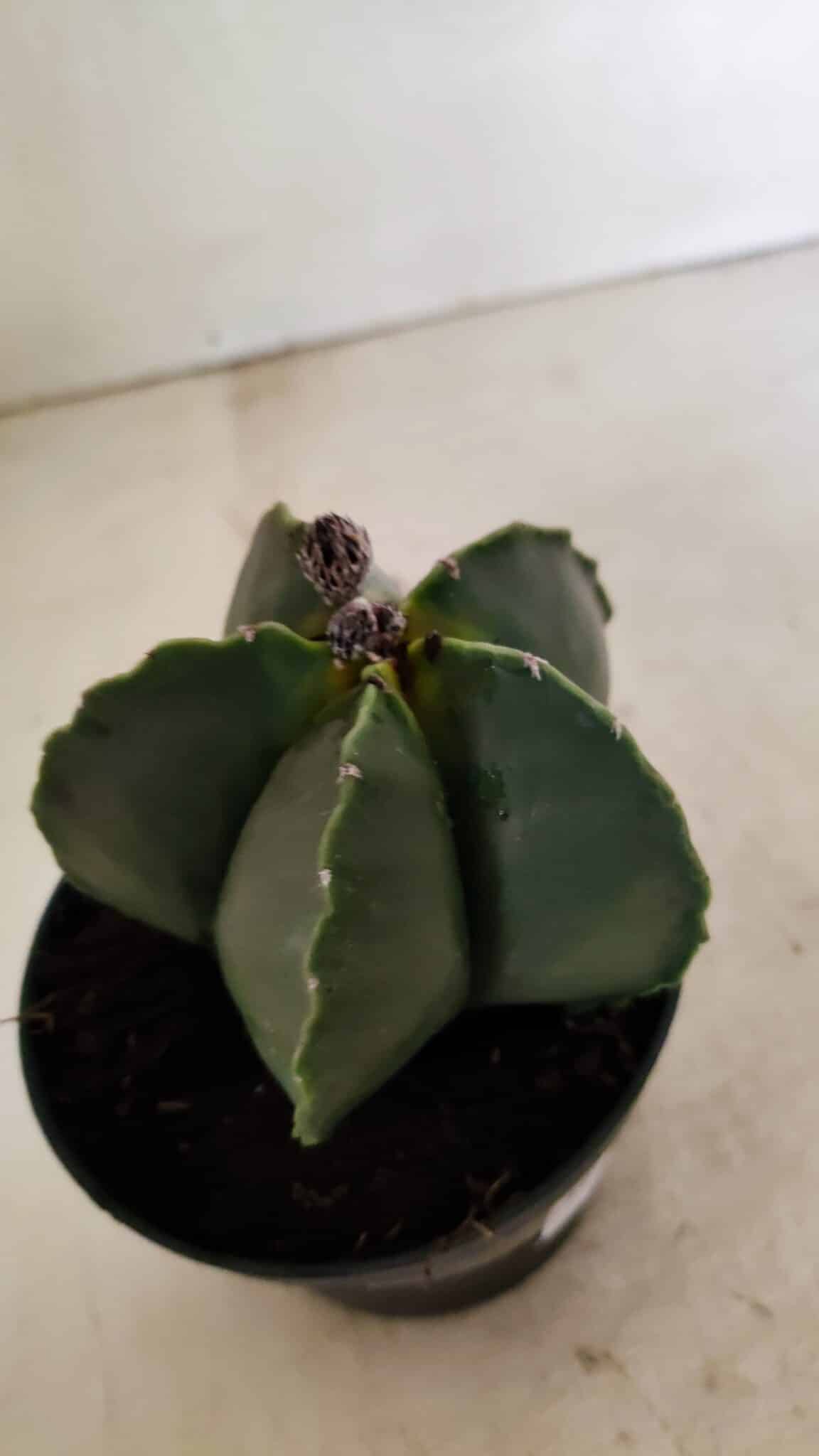 ASTROPHYTUM MYRIOSTIGMA  Nº 1022 – vaso 11 - foto 7