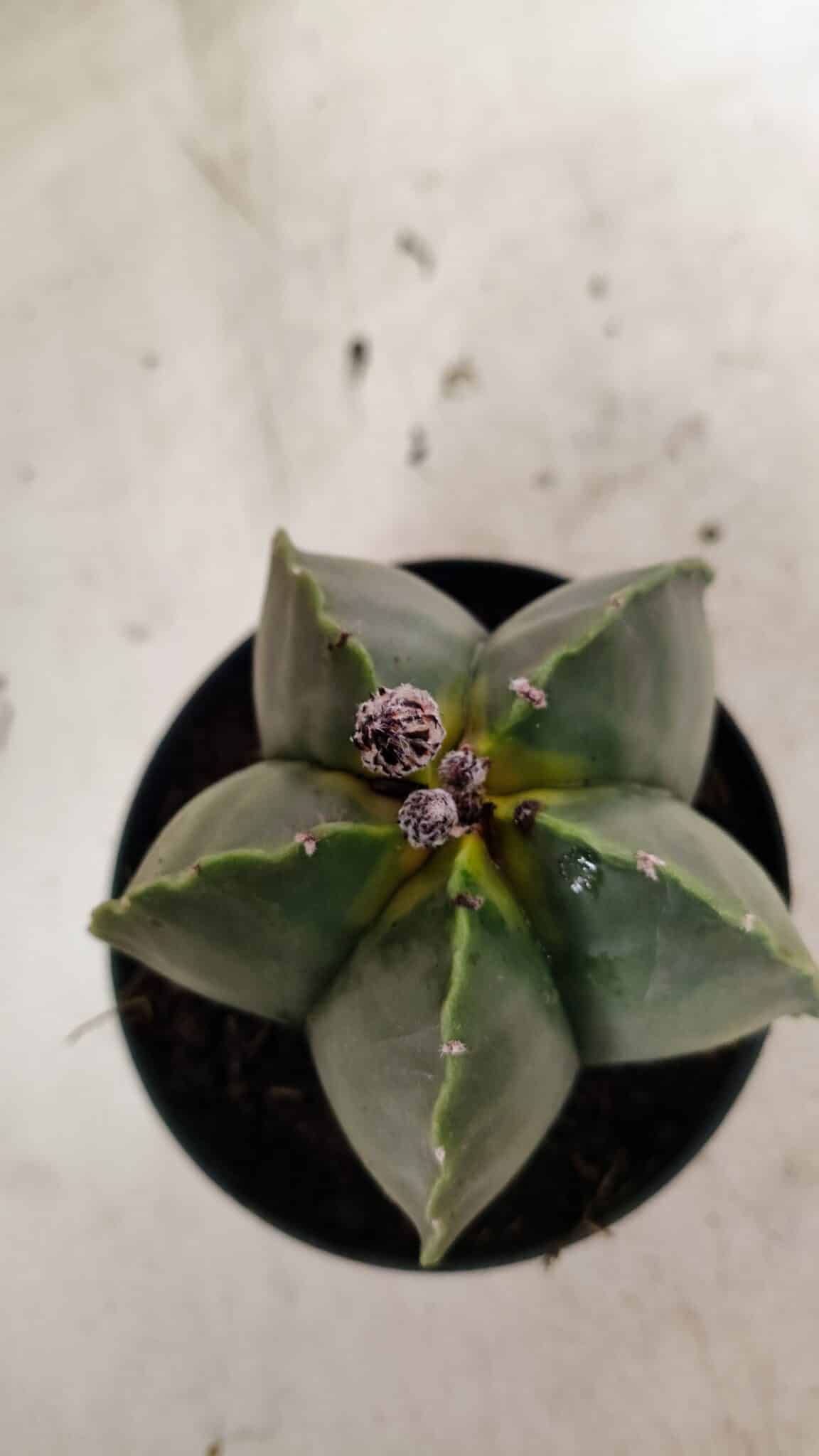 ASTROPHYTUM MYRIOSTIGMA  Nº 1022 – vaso 11 - foto 6