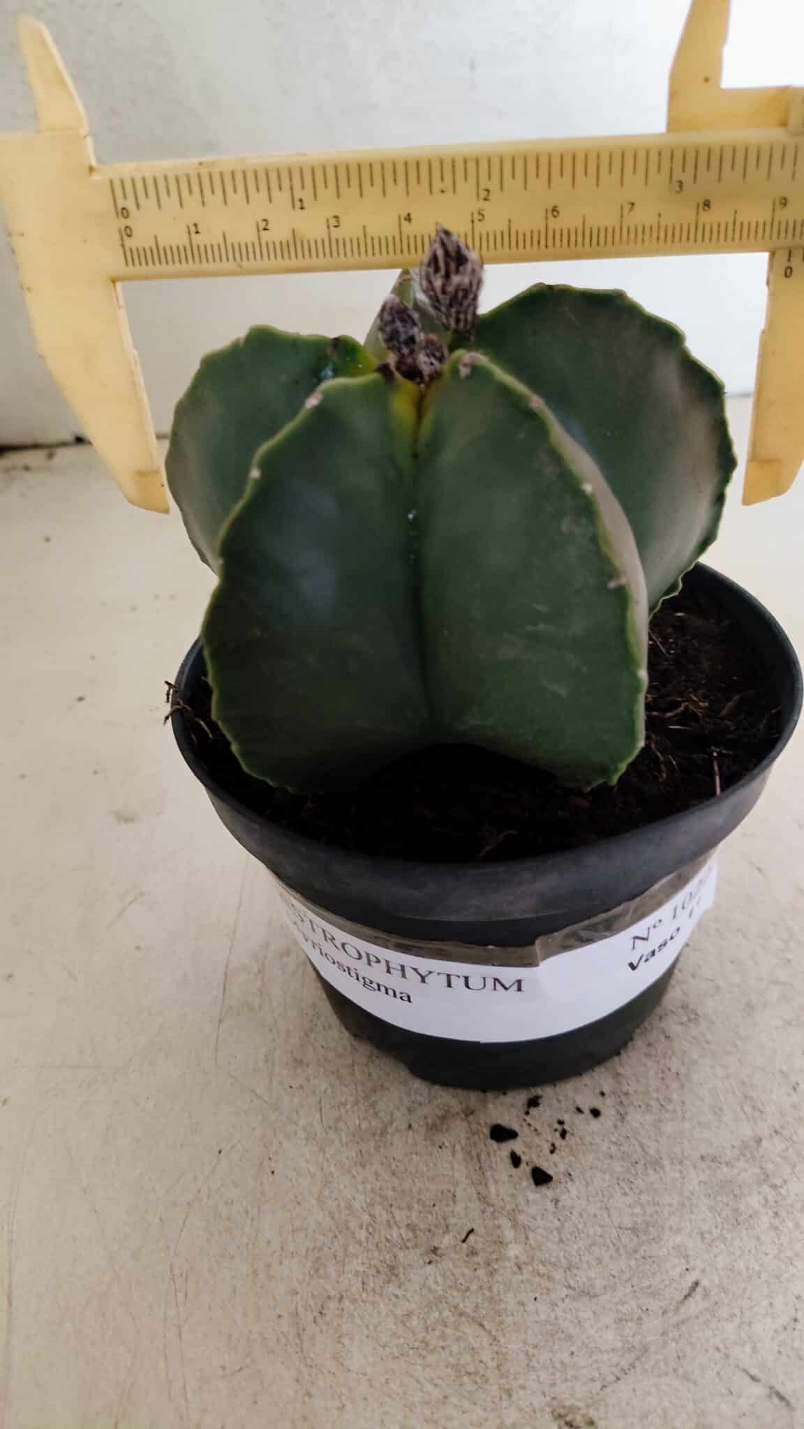 ASTROPHYTUM MYRIOSTIGMA  Nº 1022 – vaso 11 - foto 4