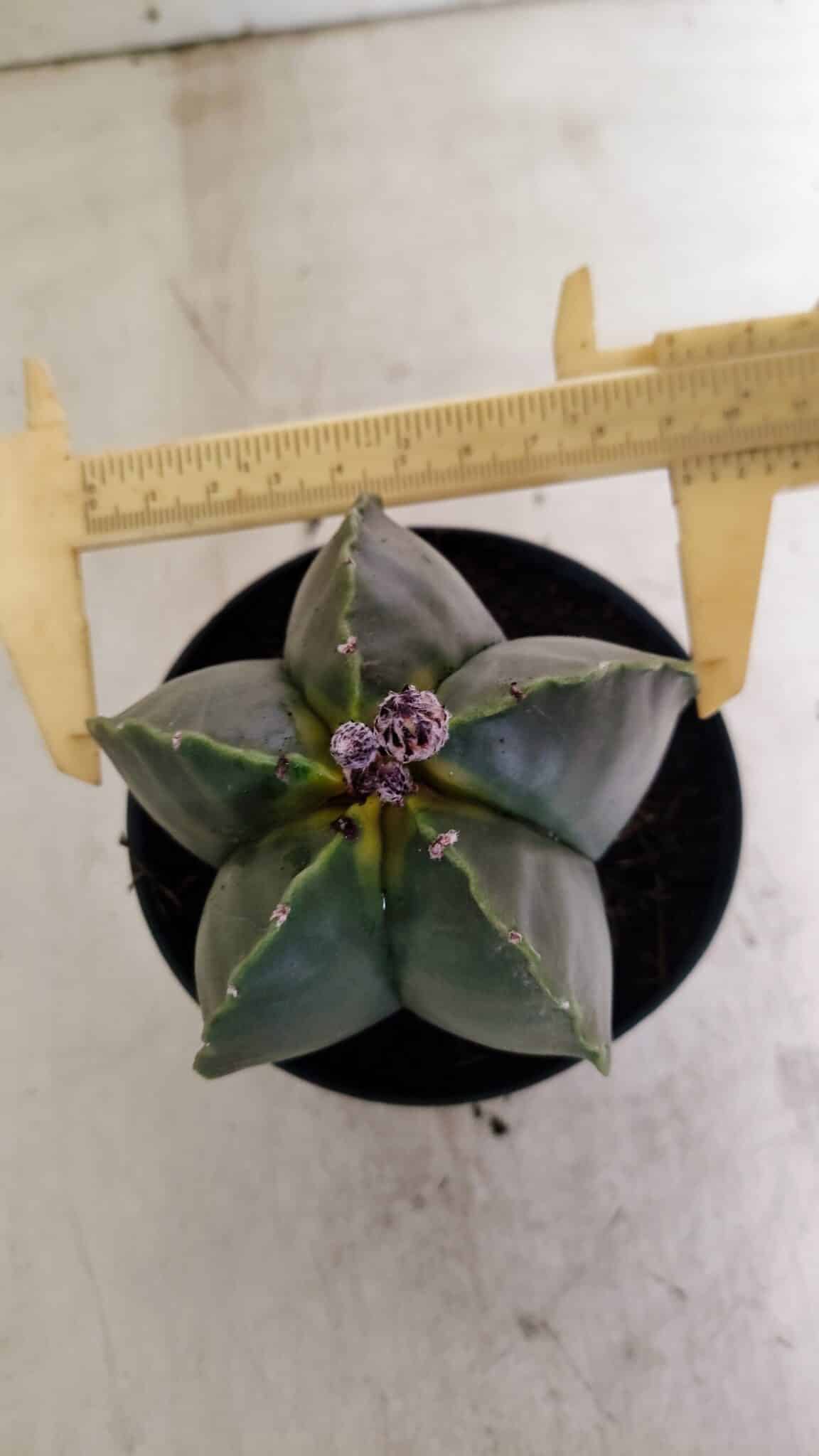 ASTROPHYTUM MYRIOSTIGMA  Nº 1022 – vaso 11 - foto 5