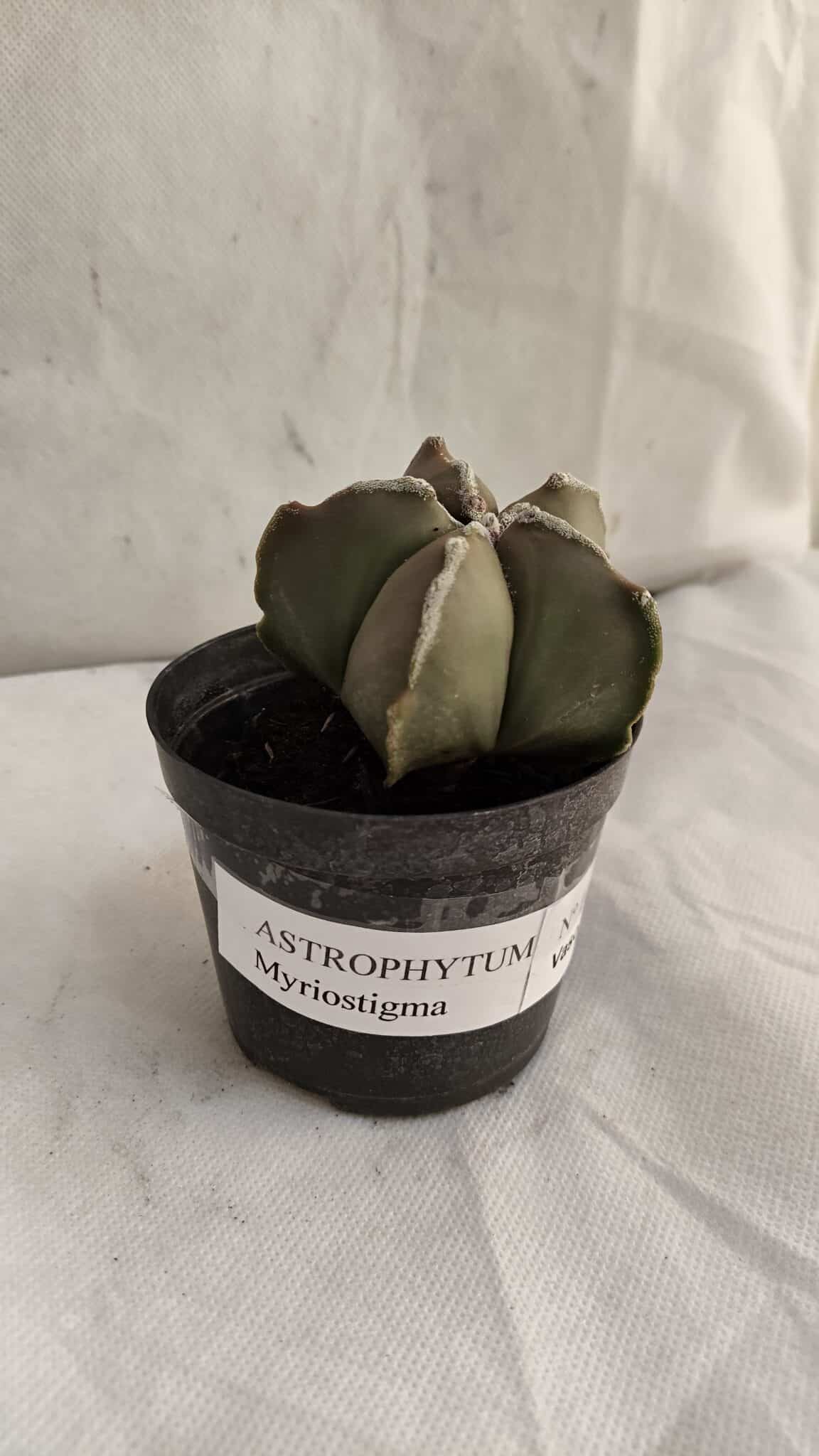 ASTROPHYTUM MYRIOSTIGMA Nº 1086 – vaso 09 - foto 2