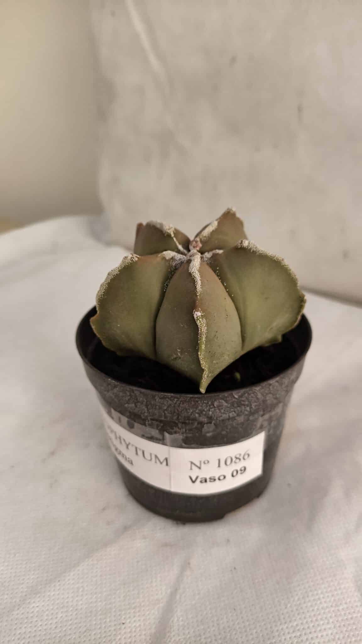 ASTROPHYTUM MYRIOSTIGMA Nº 1086 – vaso 09 - foto 8