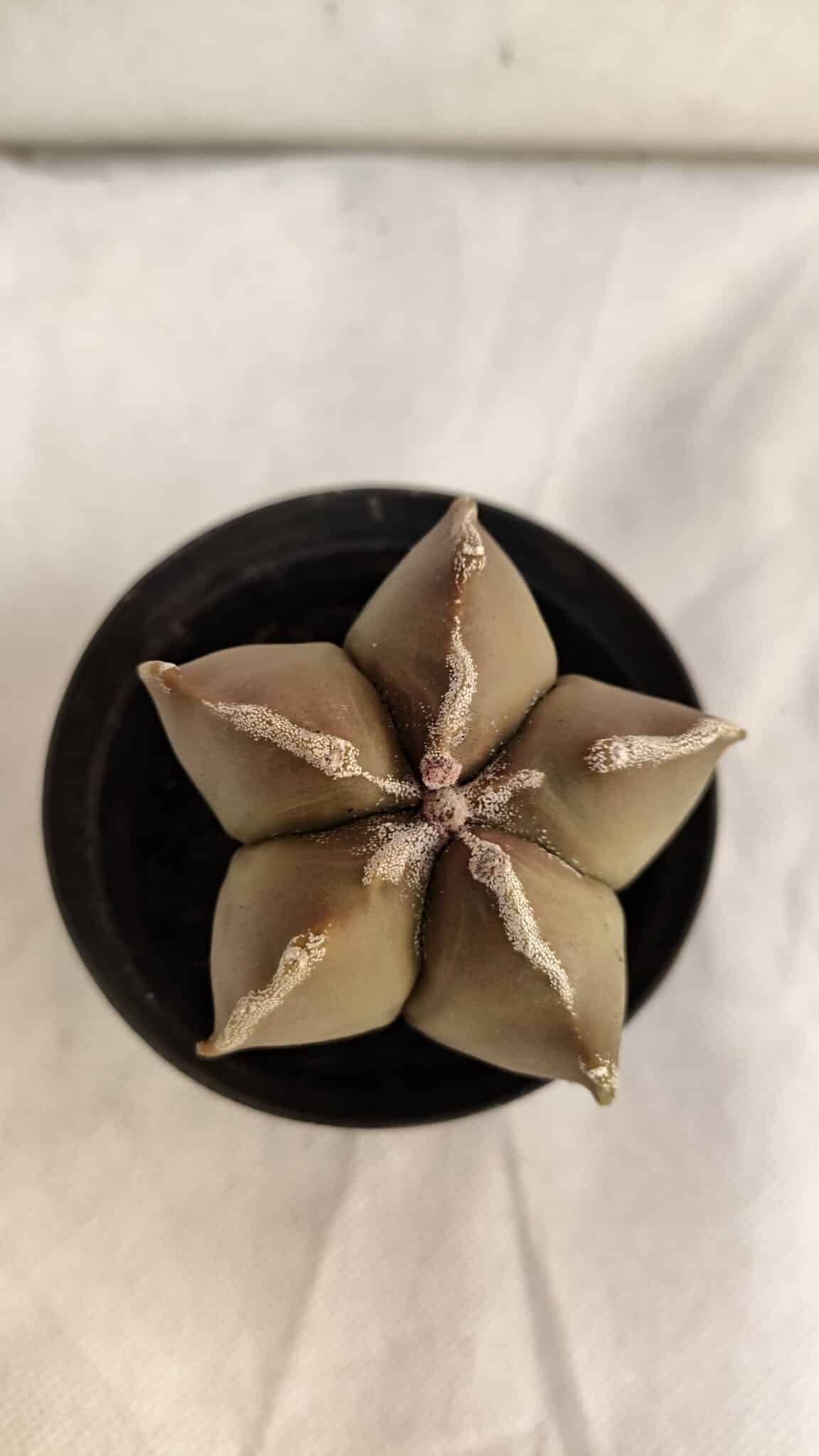 ASTROPHYTUM MYRIOSTIGMA Nº 1086 – vaso 09 - foto 3