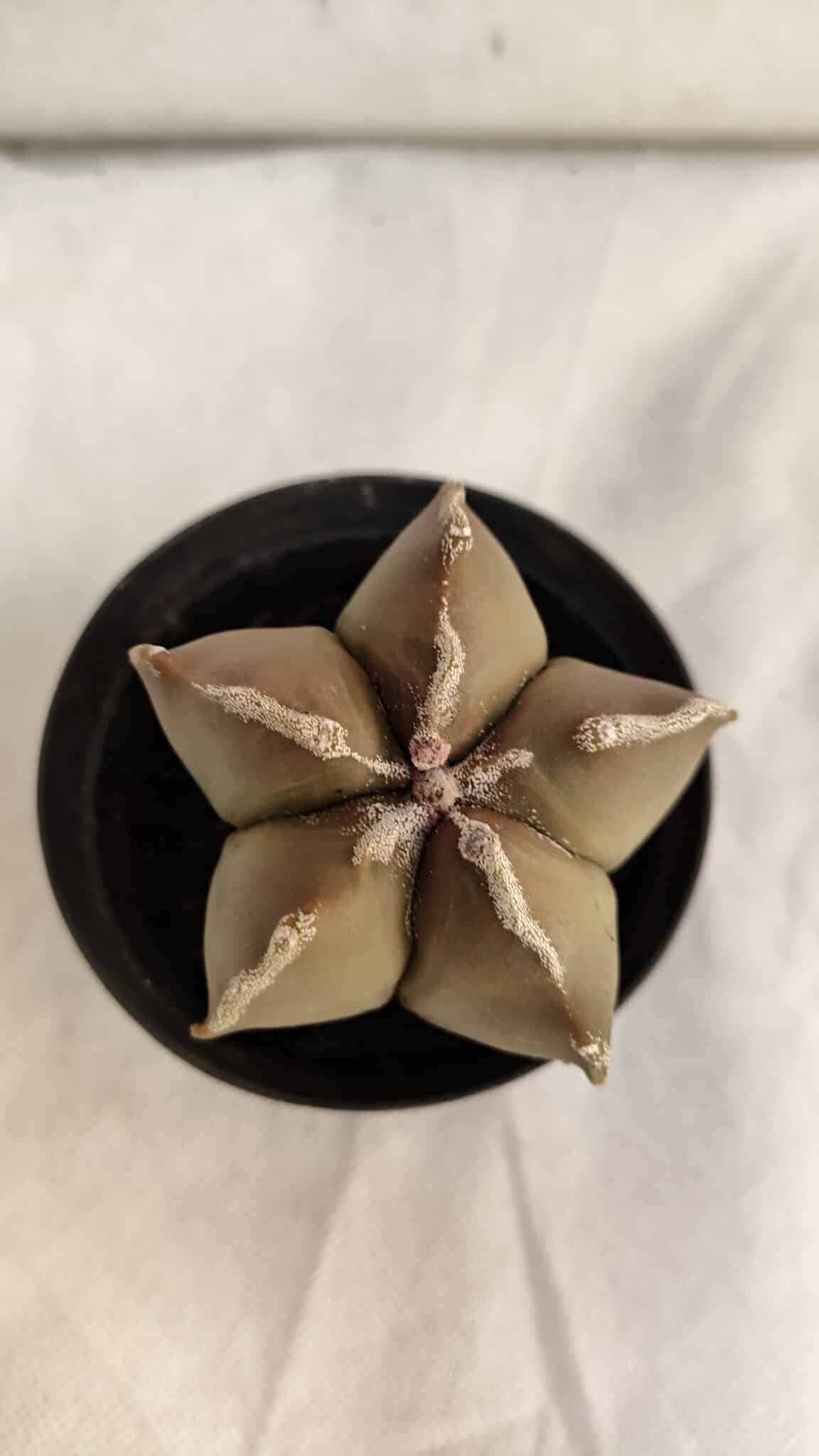 ASTROPHYTUM MYRIOSTIGMA Nº 1086 – vaso 09 - foto 7