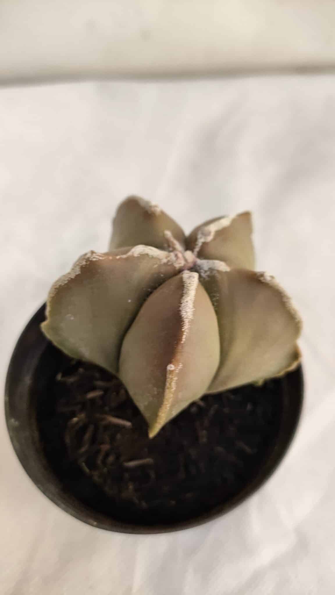 ASTROPHYTUM MYRIOSTIGMA Nº 1086 – vaso 09 - foto 6