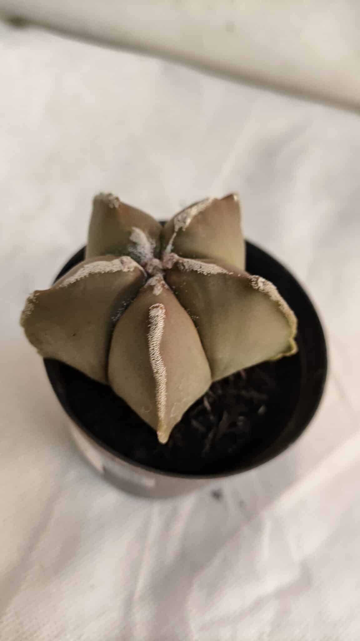 ASTROPHYTUM MYRIOSTIGMA Nº 1086 – vaso 09 - foto 5