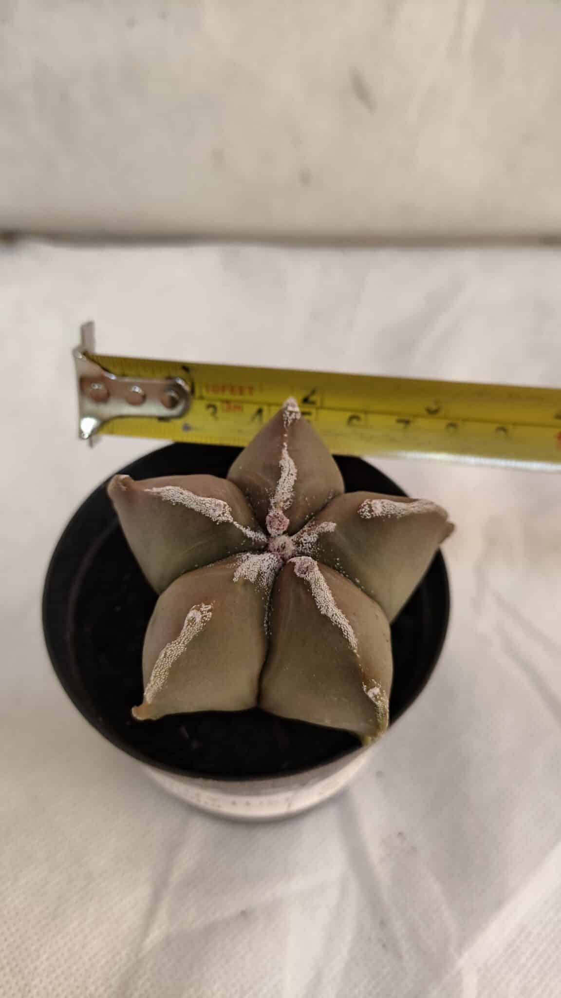 ASTROPHYTUM MYRIOSTIGMA Nº 1086 – vaso 09 - foto 4
