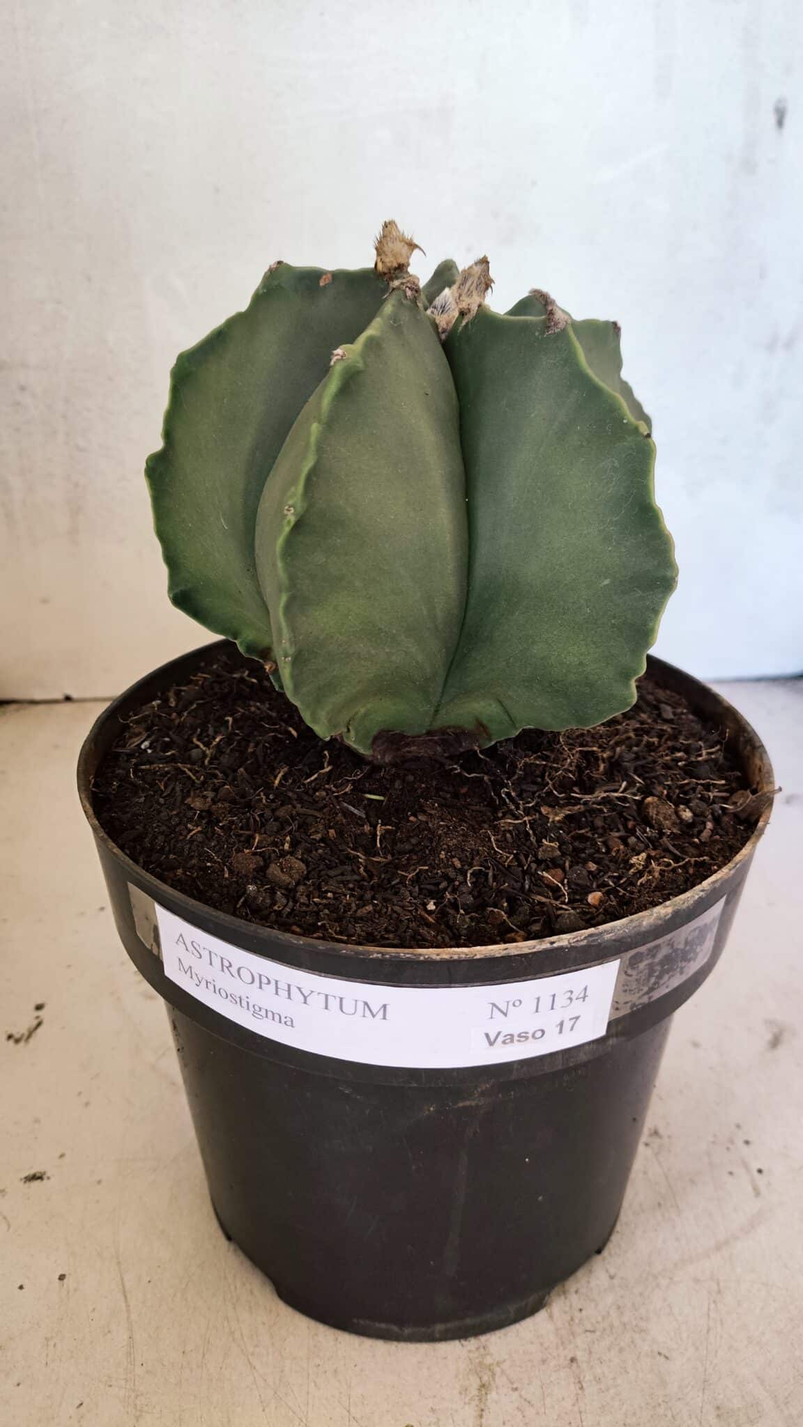 MATRIZ ASTROPHYTUM Myriostigma Nº 1134 – vaso 17 - foto 2