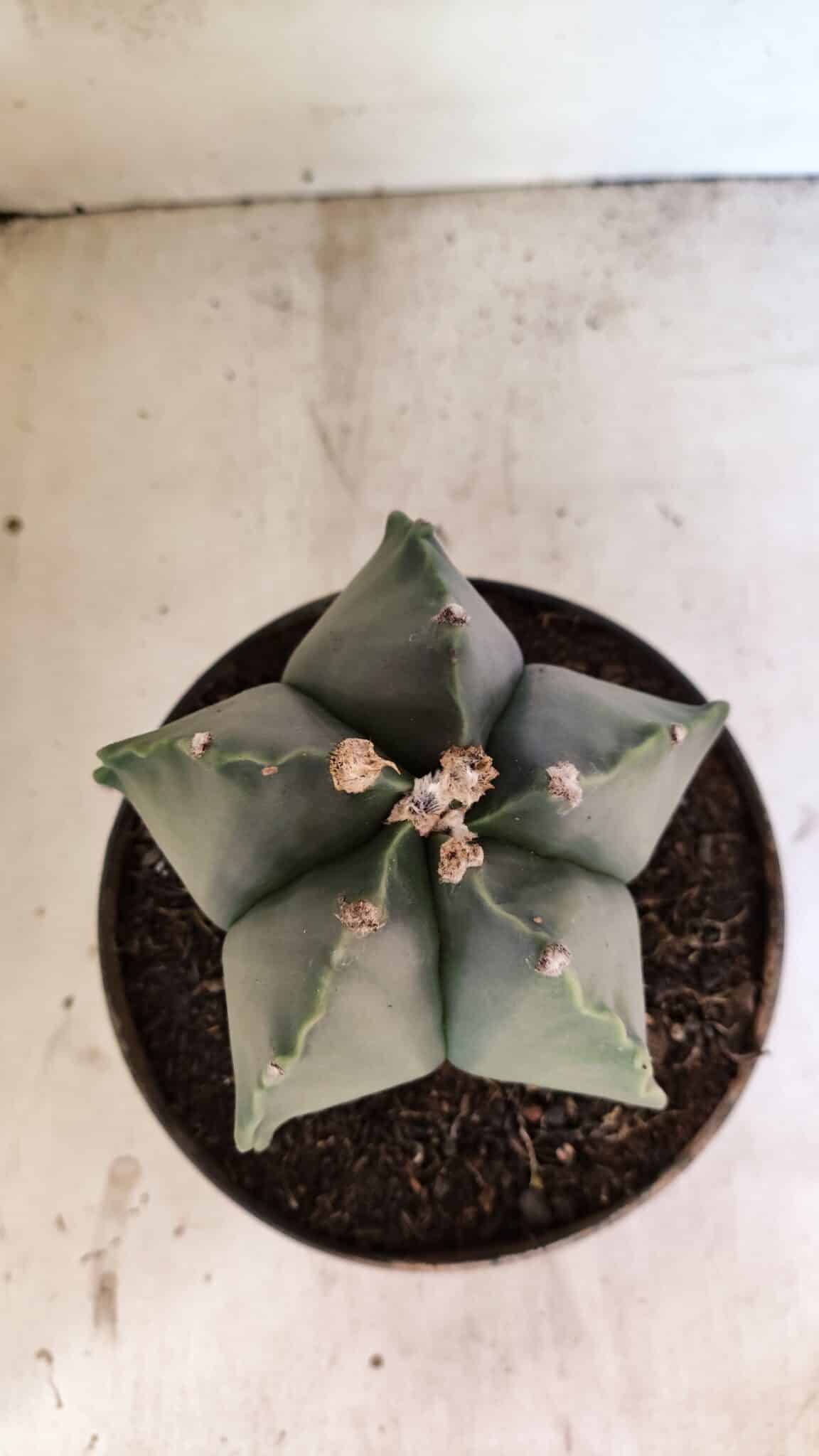 MATRIZ ASTROPHYTUM Myriostigma Nº 1134 – vaso 17 - foto 3