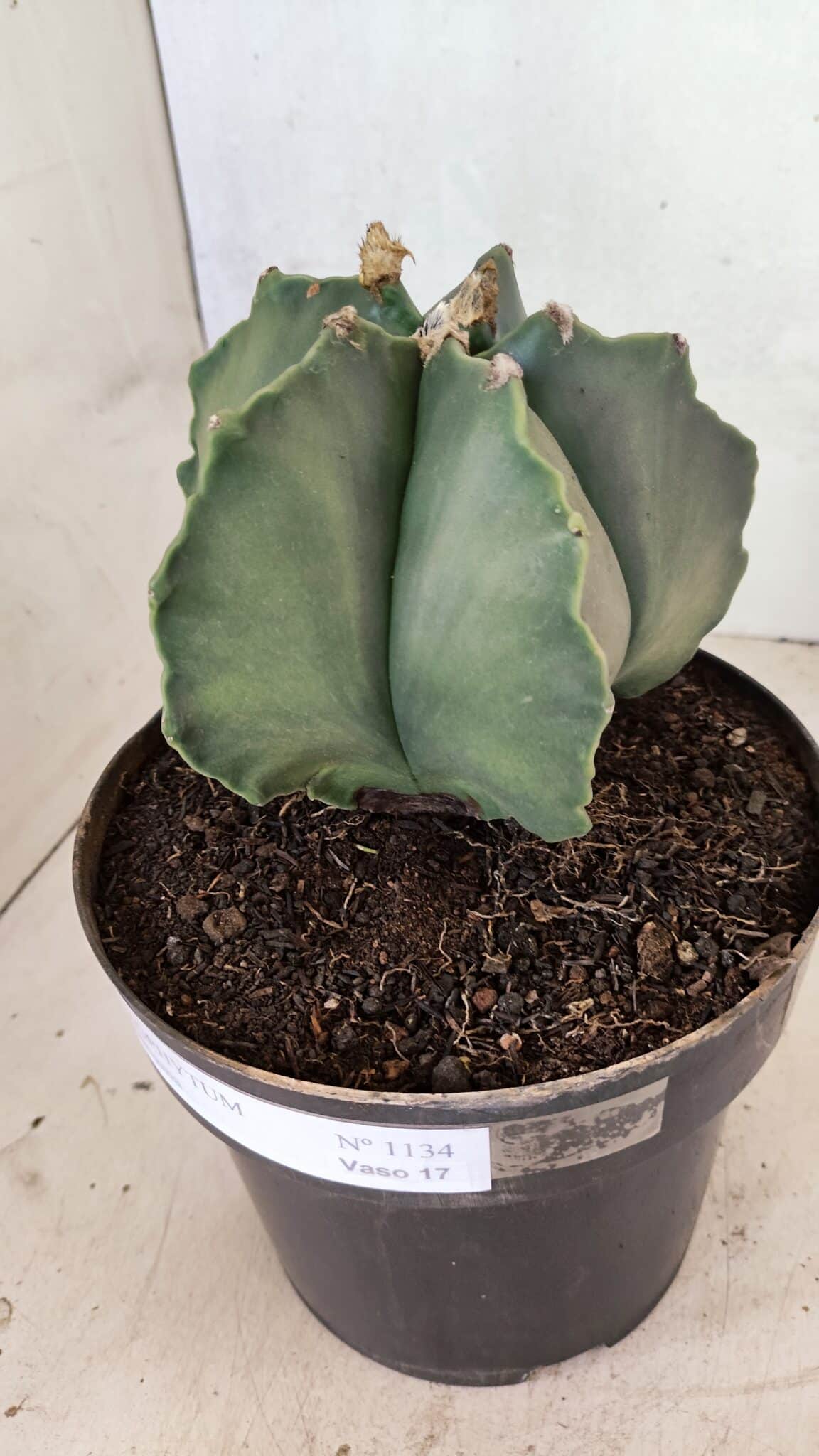 MATRIZ ASTROPHYTUM Myriostigma Nº 1134 – vaso 17 - foto 8